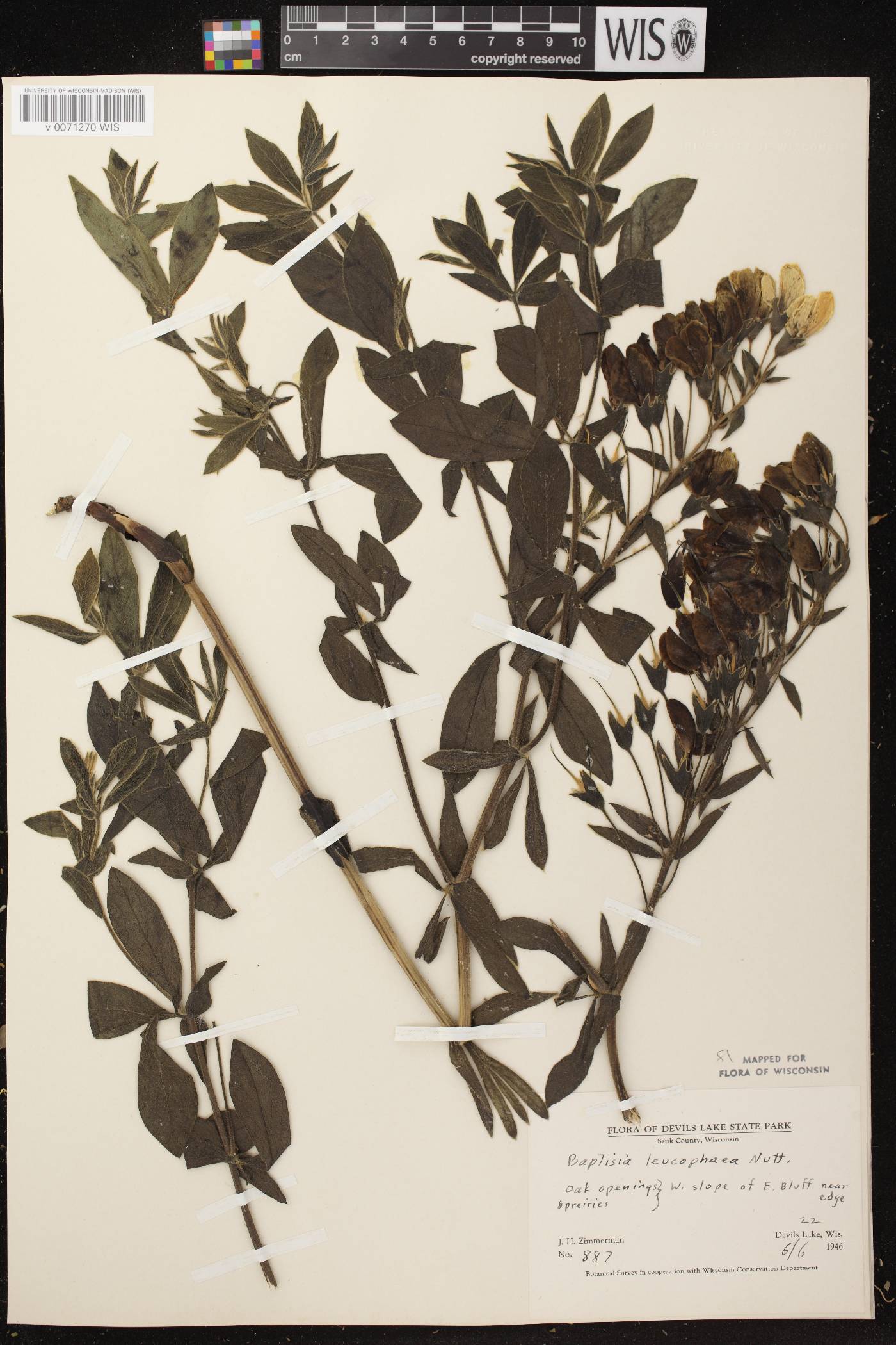 Baptisia leucophaea image