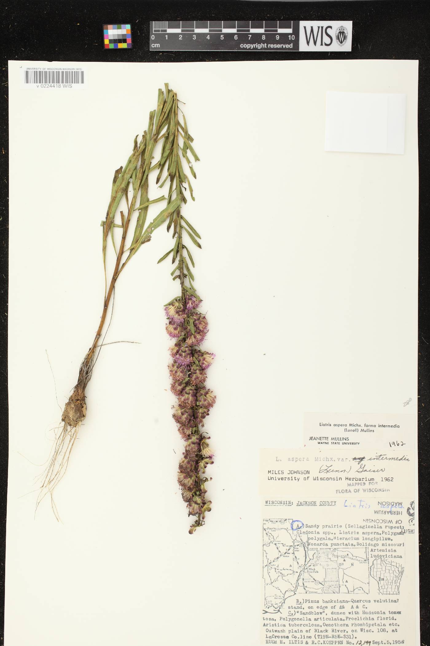 Liatris aspera image
