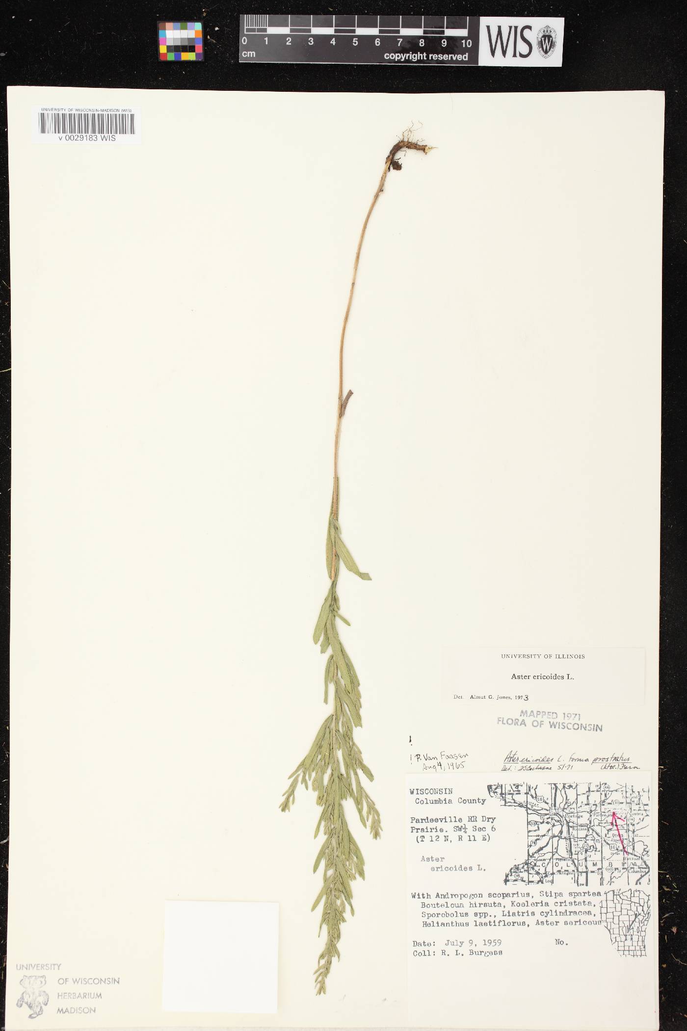 Symphyotrichum ericoides var. ericoides image