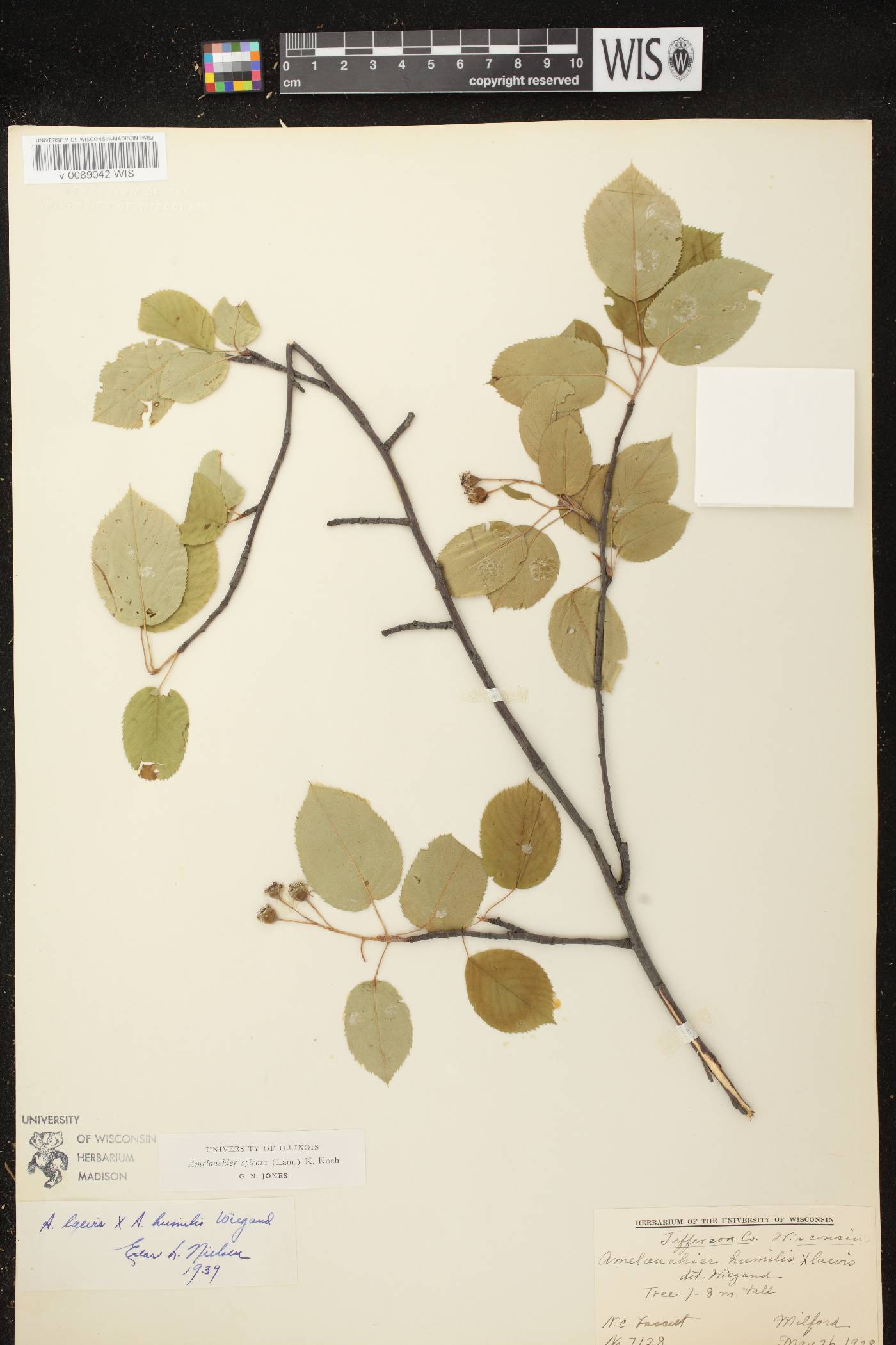 Amelanchier spicata image