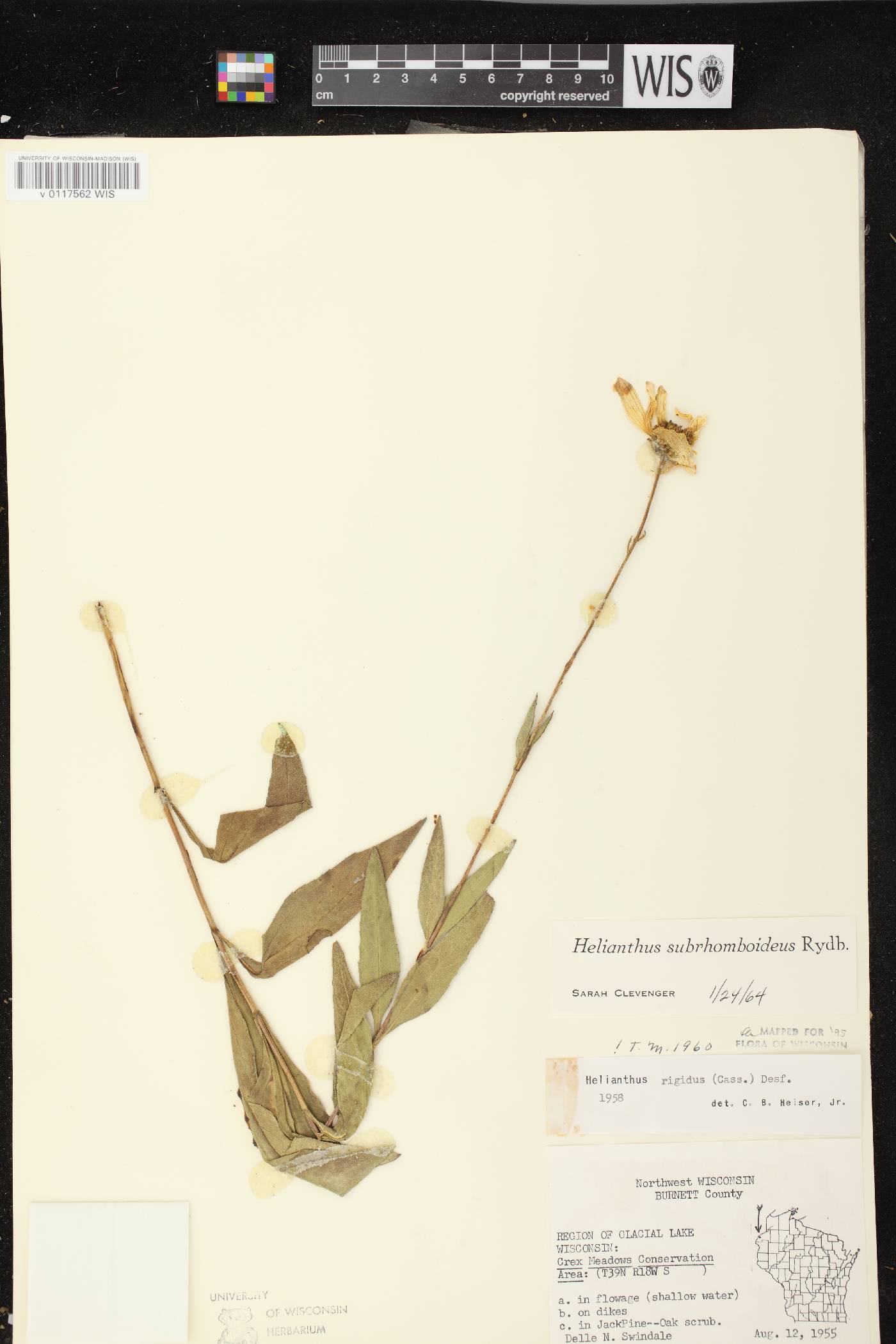 Helianthus pauciflorus subsp. subrhomboideus image