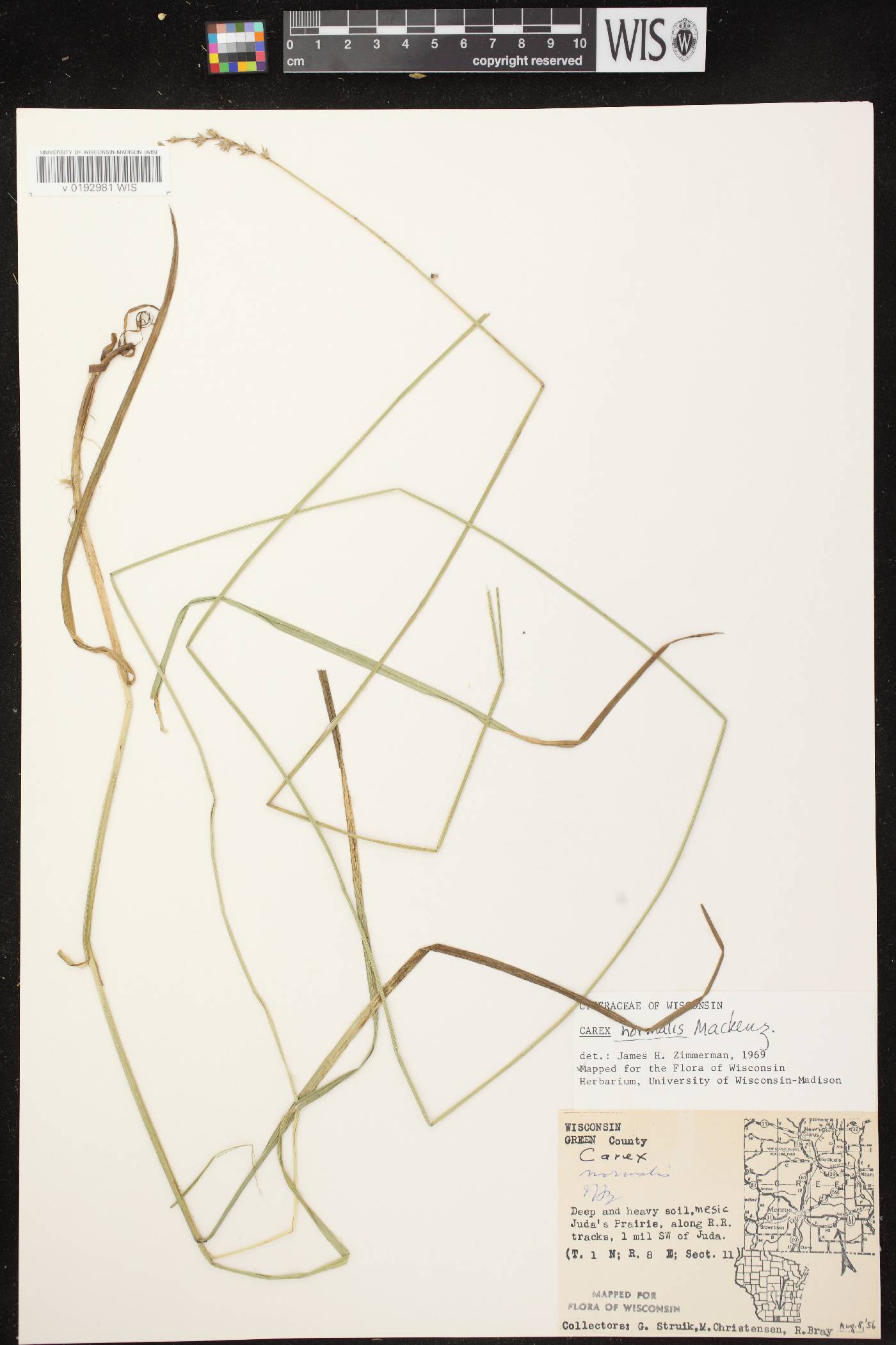 Carex normalis image