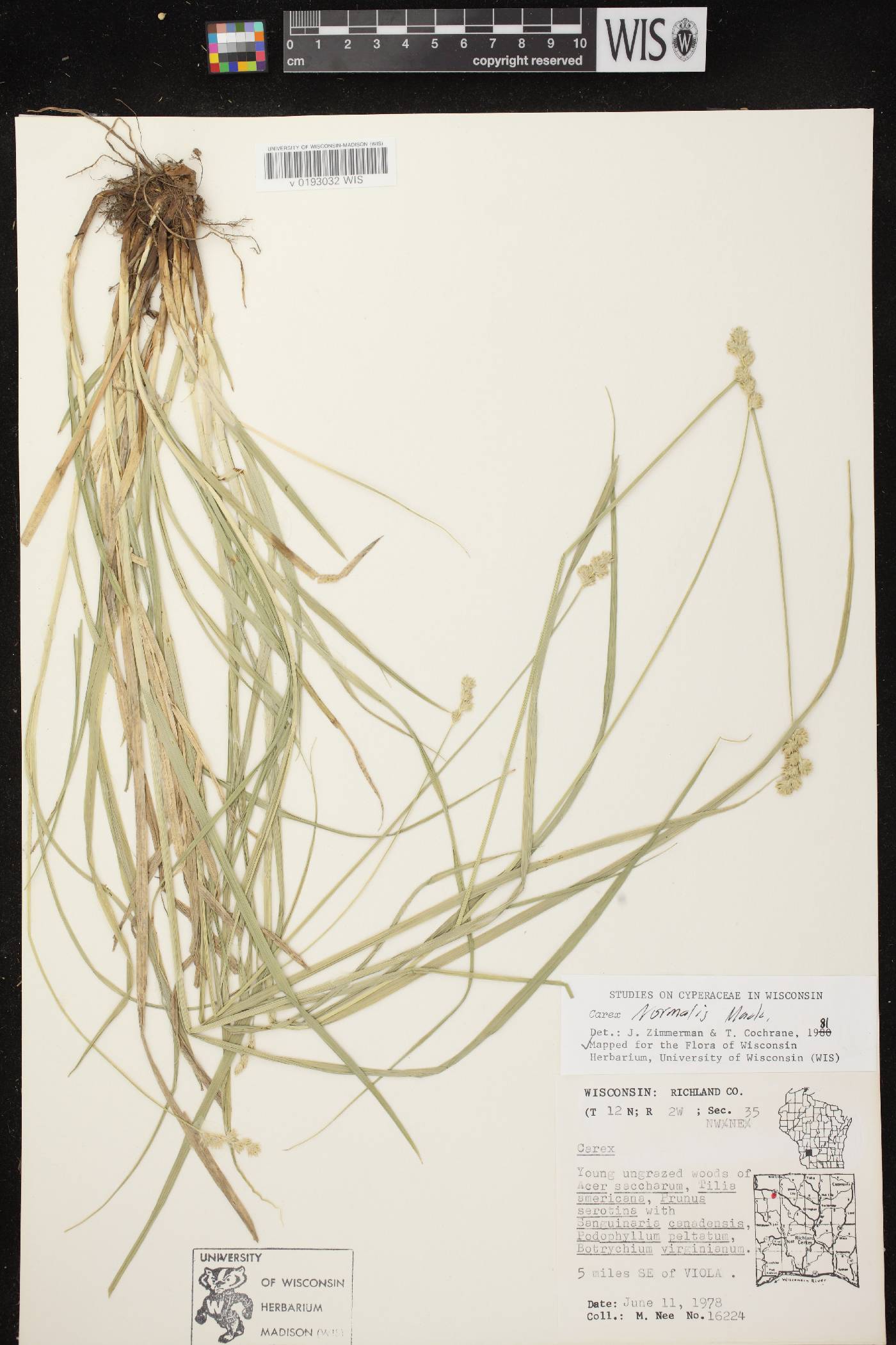 Carex normalis image
