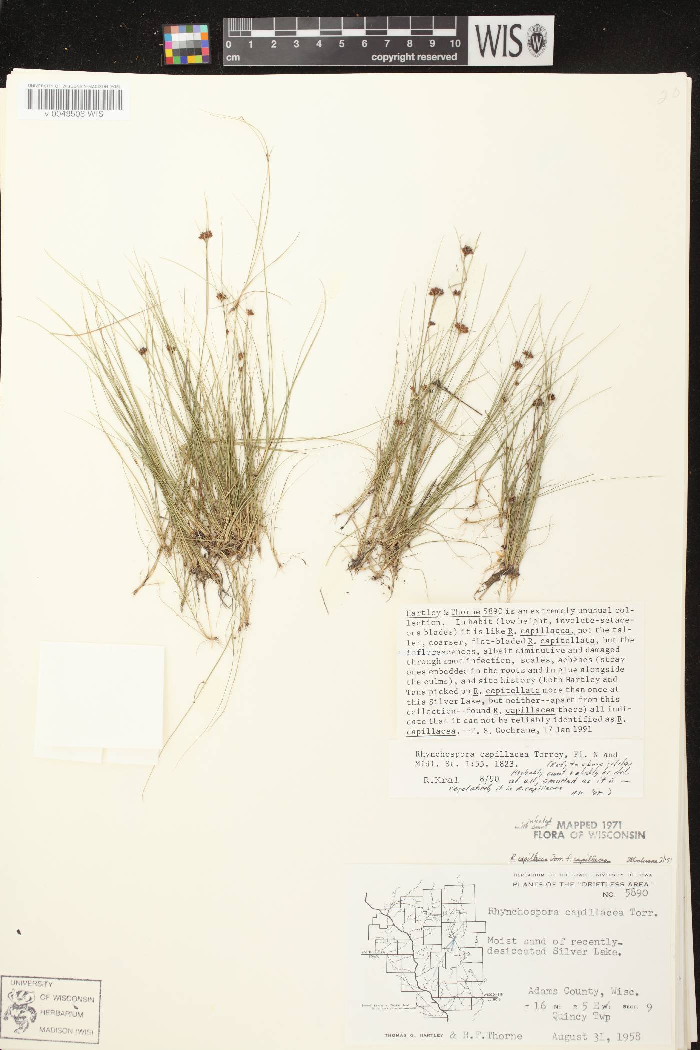 Rhynchospora capillacea image