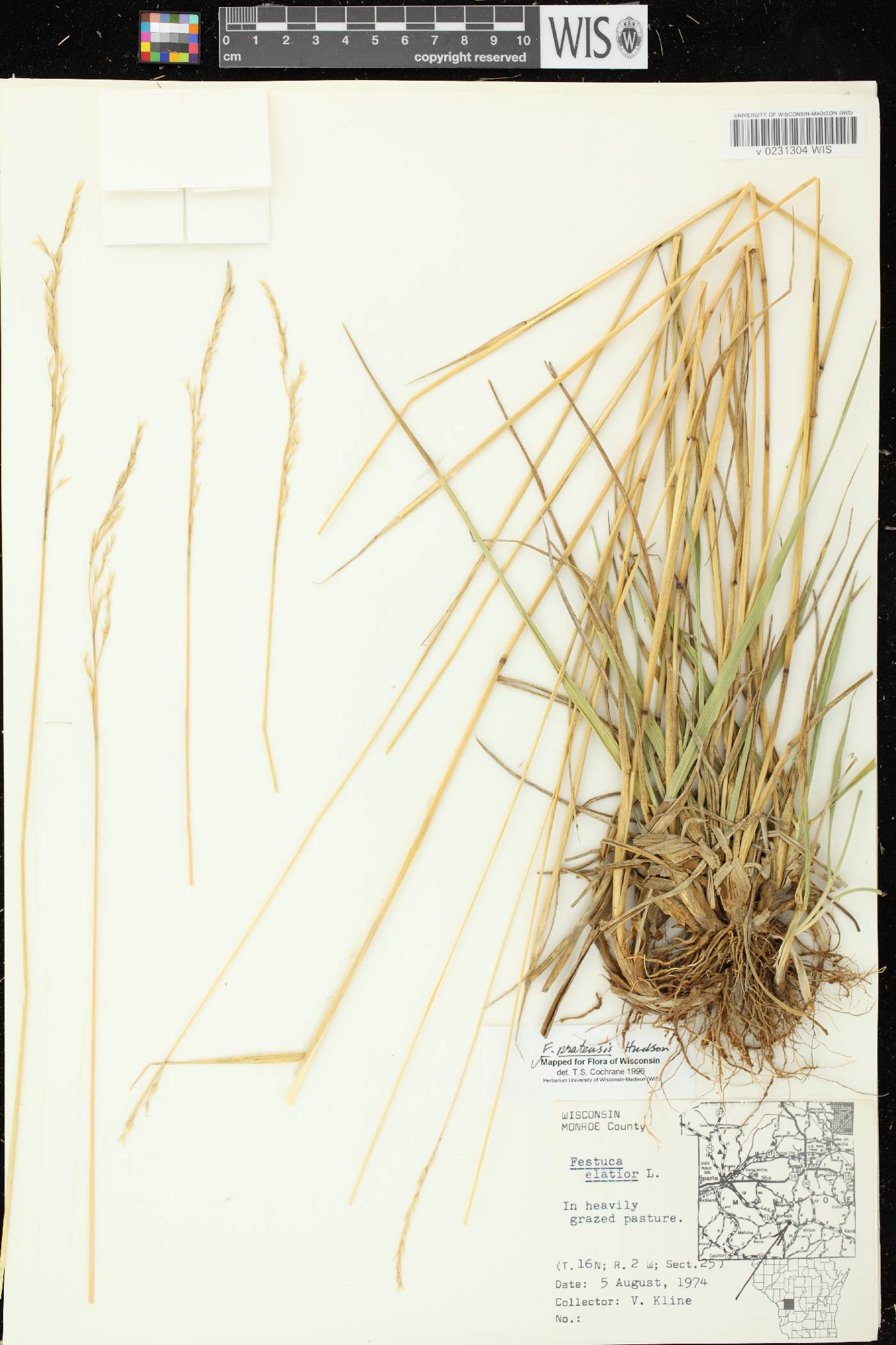 Lolium pratense image
