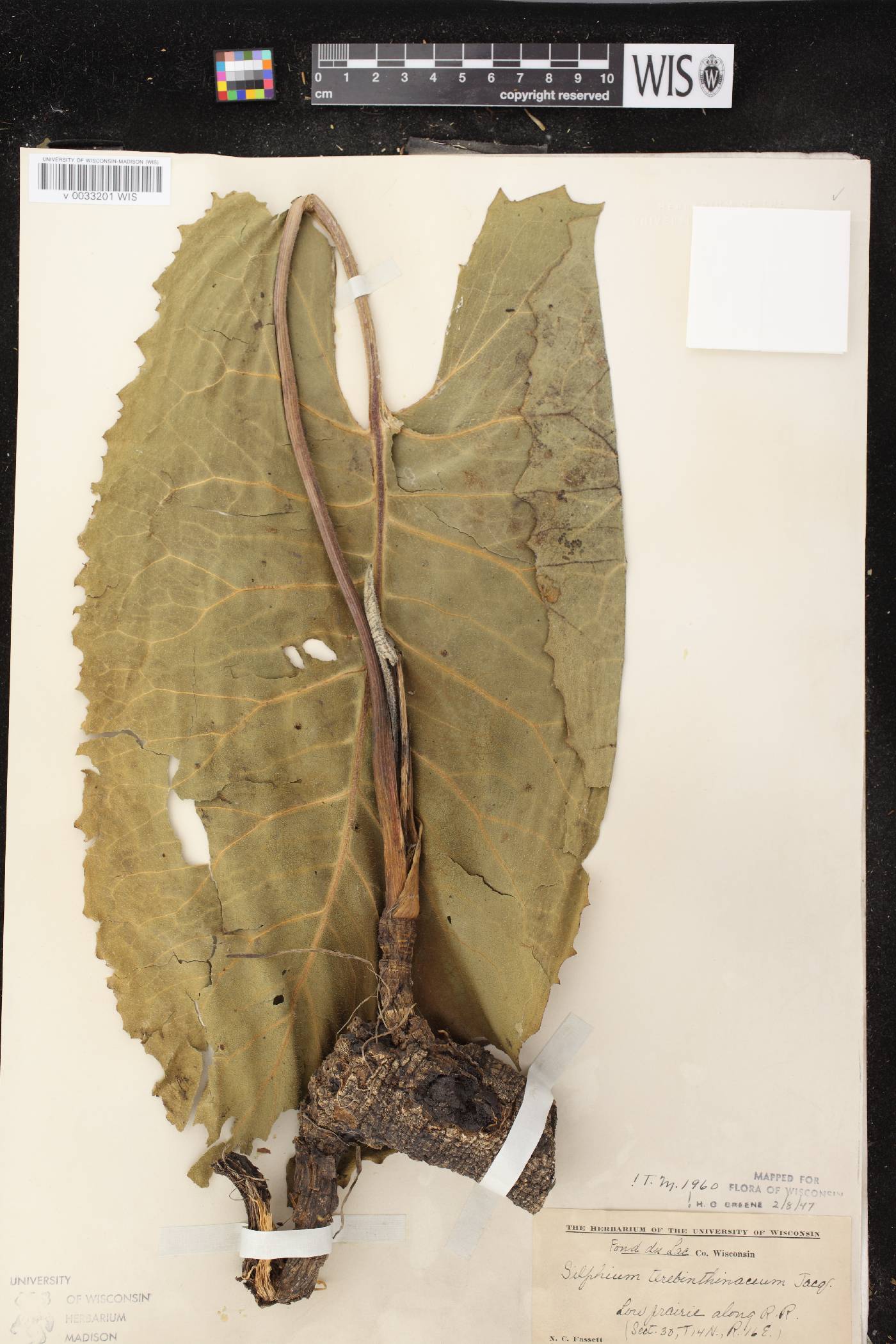 Silphium terebinthinaceum var. terebinthinaceum image
