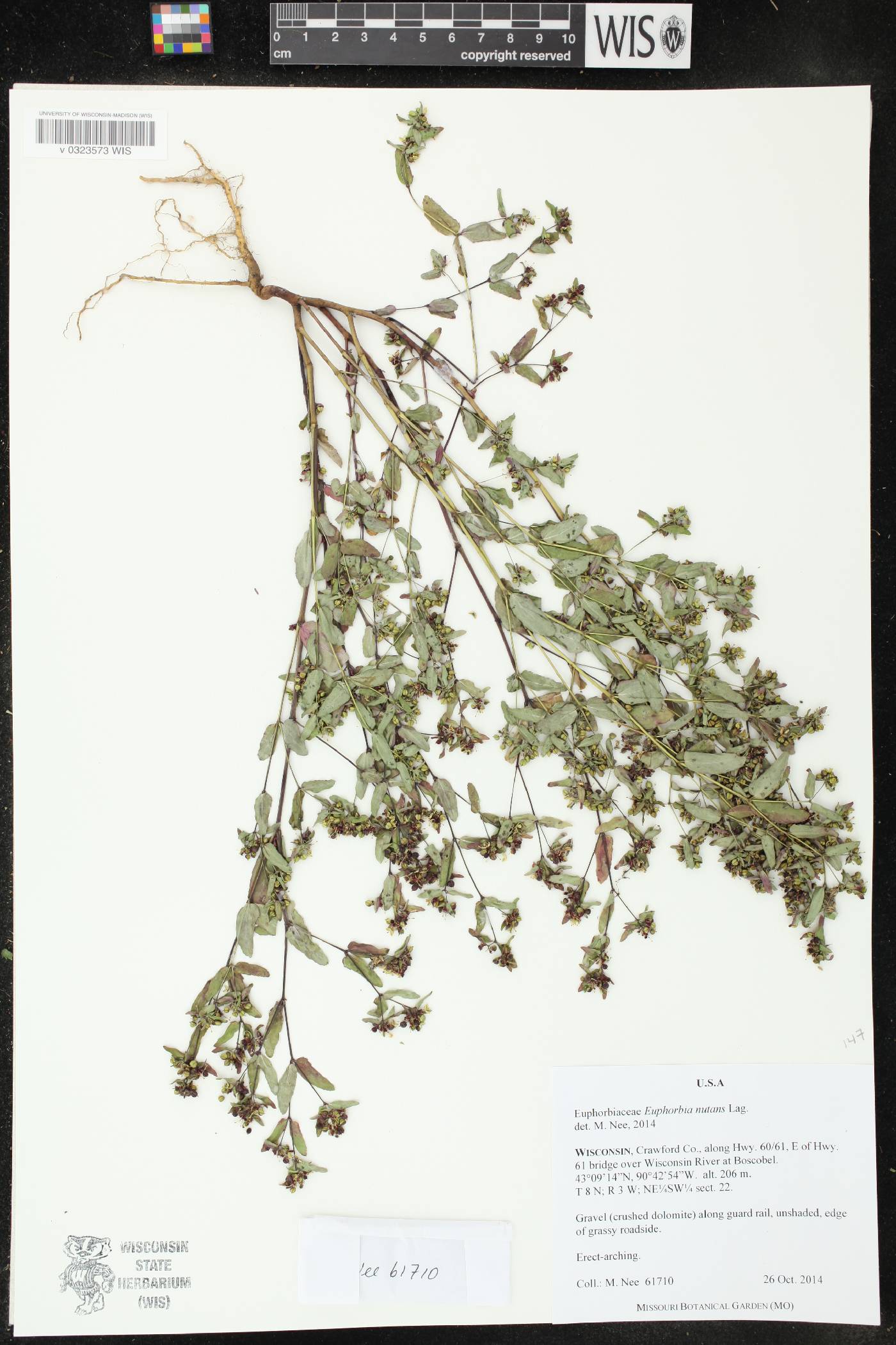Euphorbia nutans image