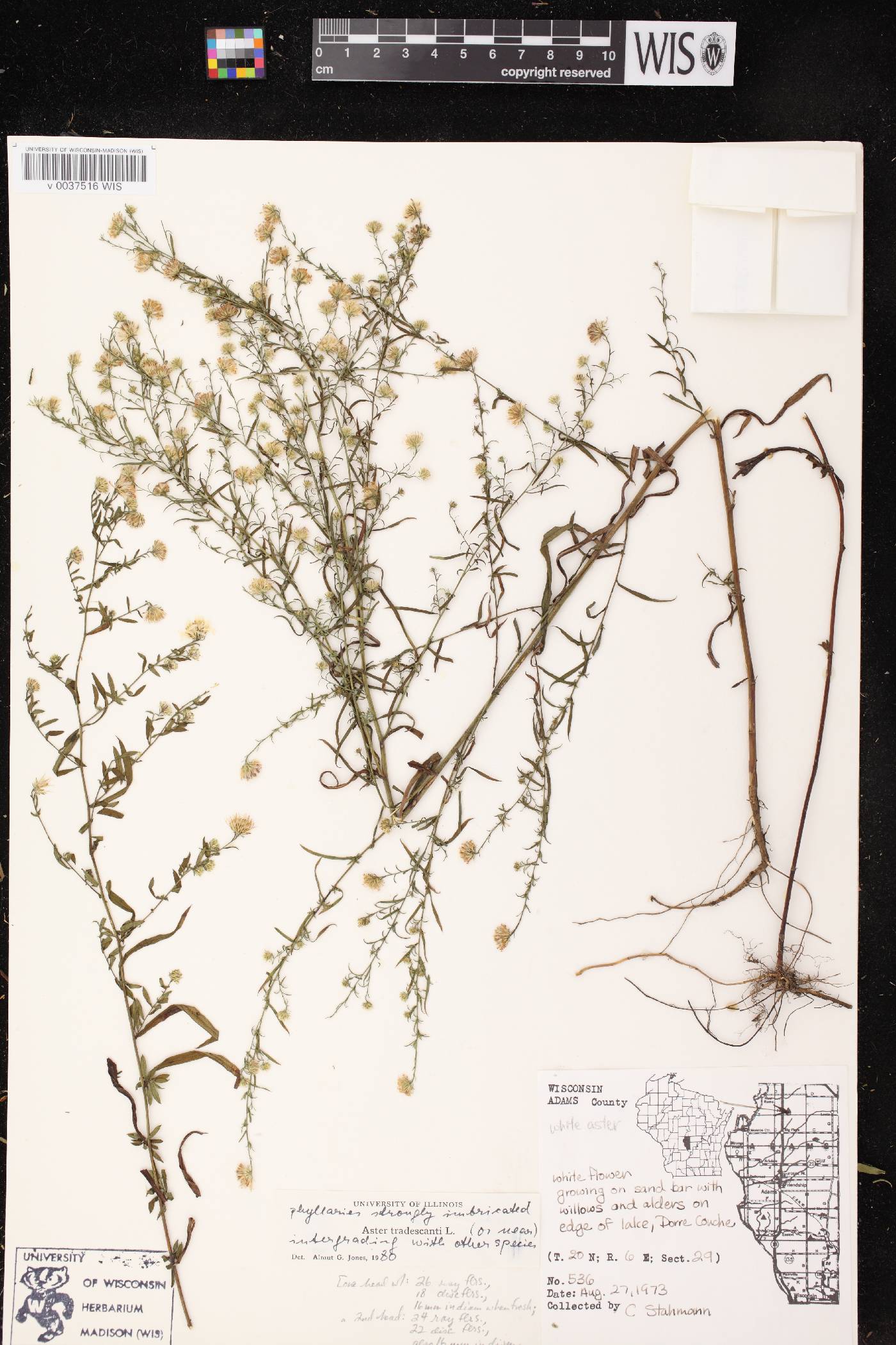 Symphyotrichum lateriflorum image