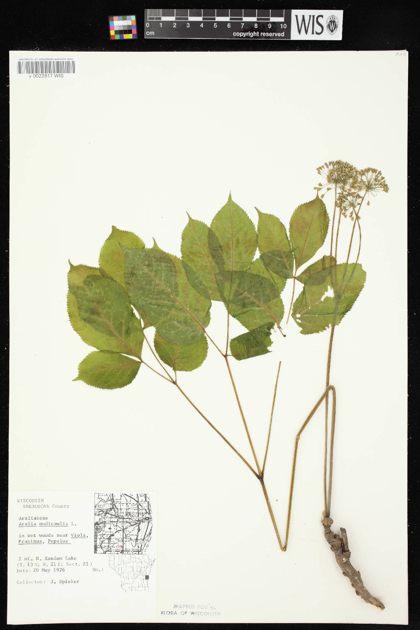 Aralia nudicaulis image