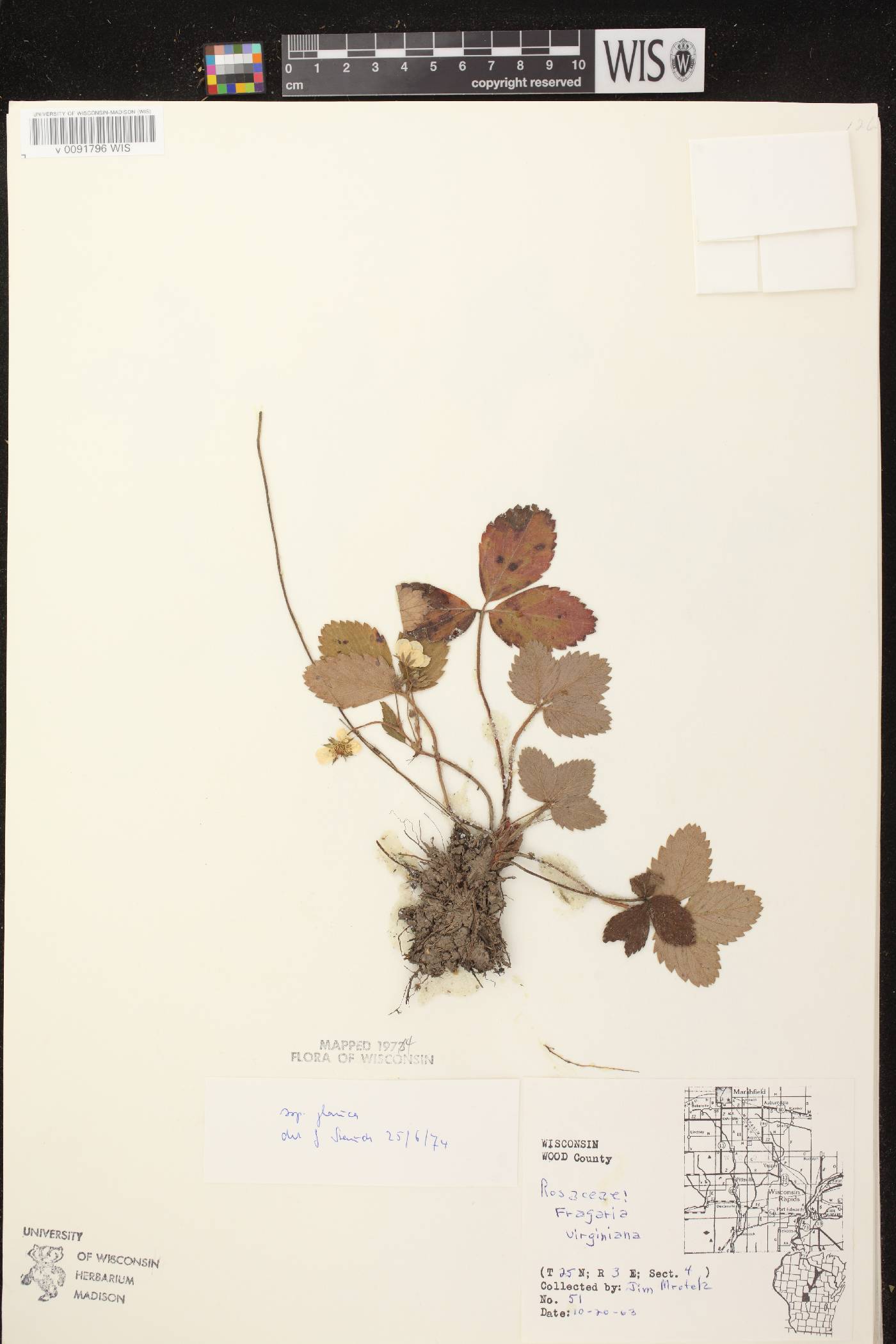 Fragaria virginiana image