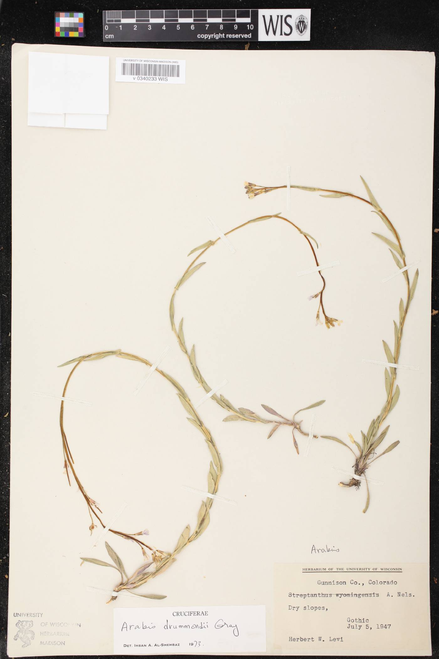 Boechera stricta image