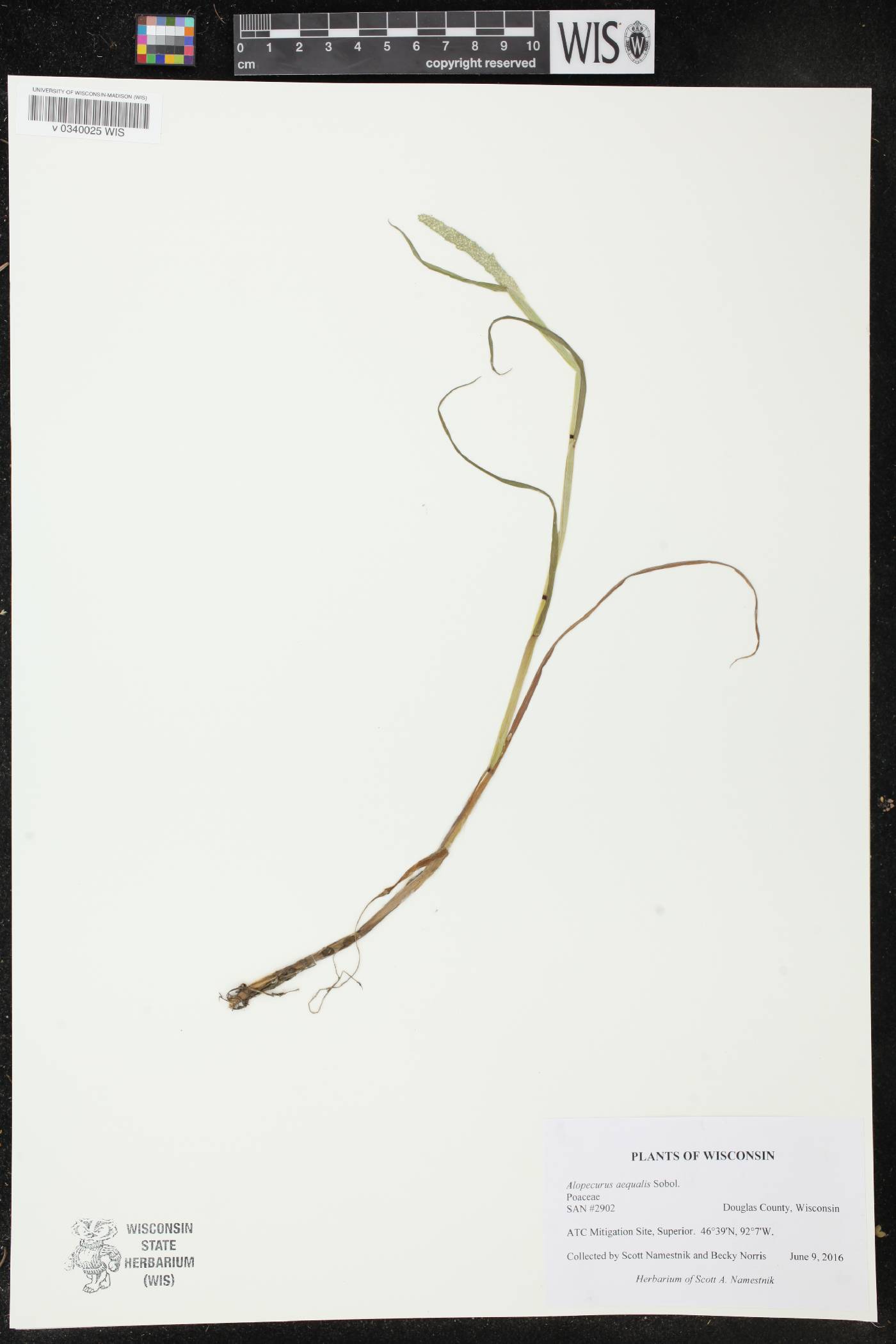 Alopecurus aequalis image