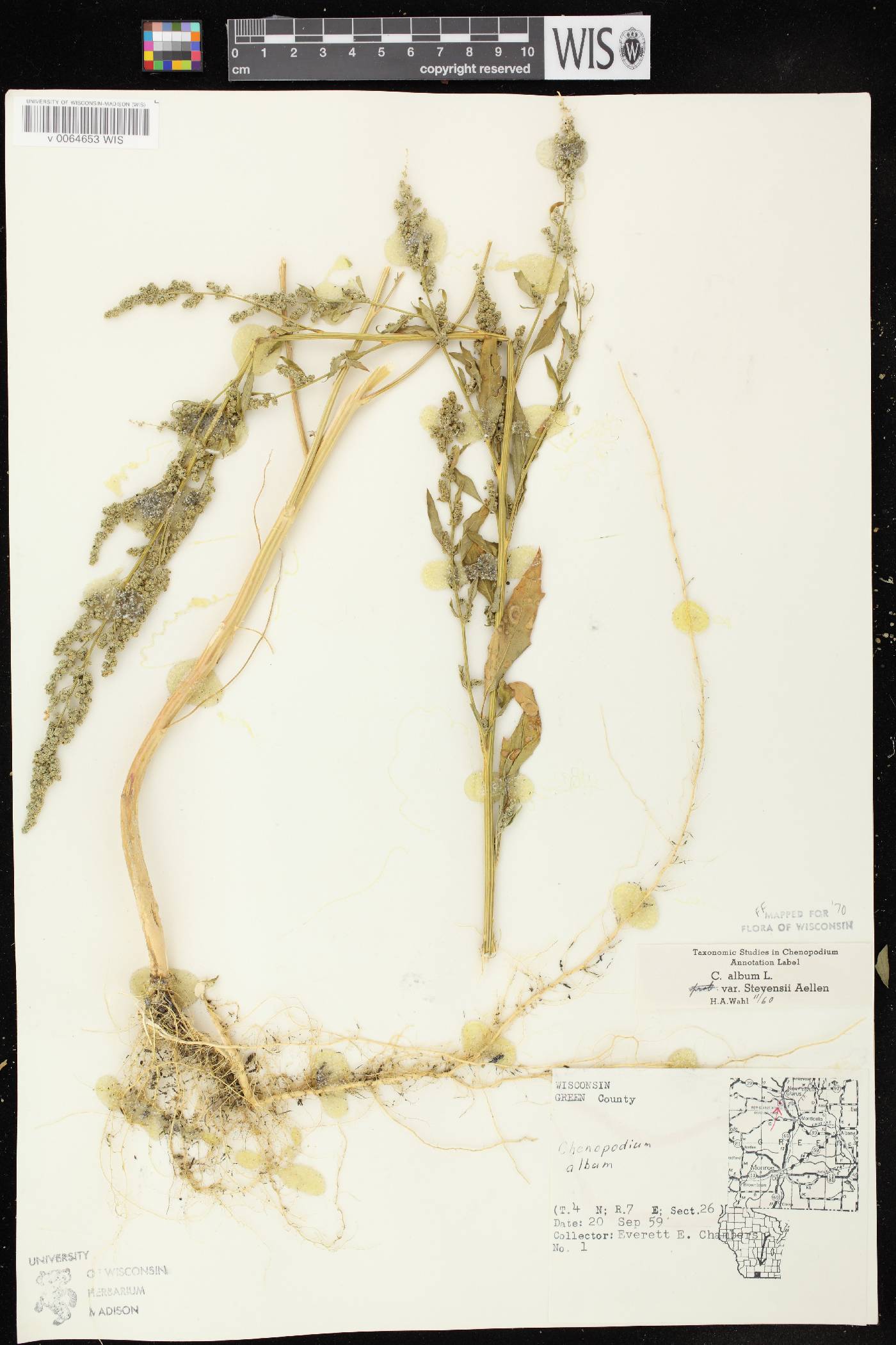 Chenopodium album image
