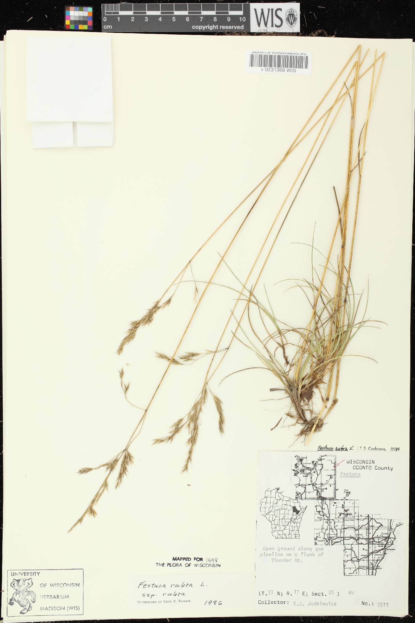 Festuca rubra subsp. rubra image