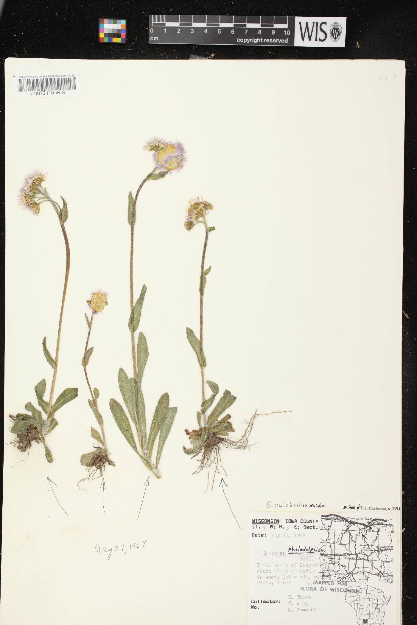 Erigeron pulchellus image