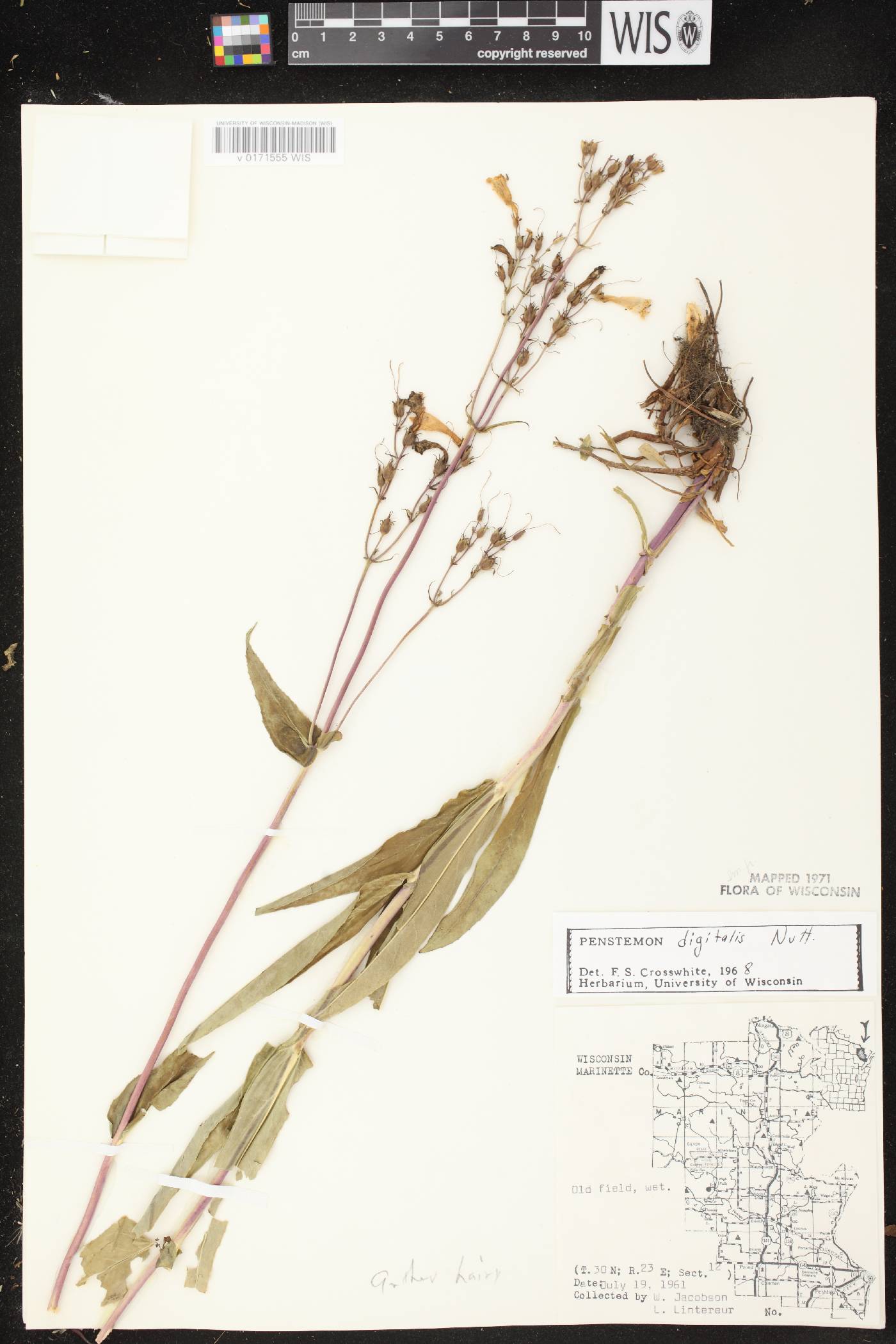 Penstemon digitalis image