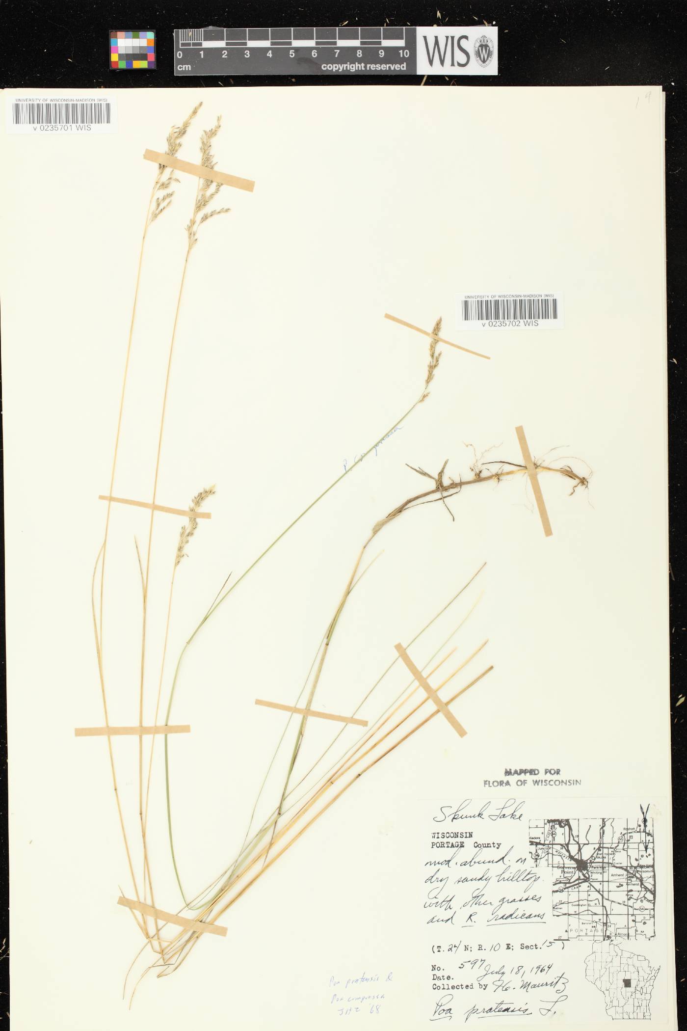 Poa compressa image