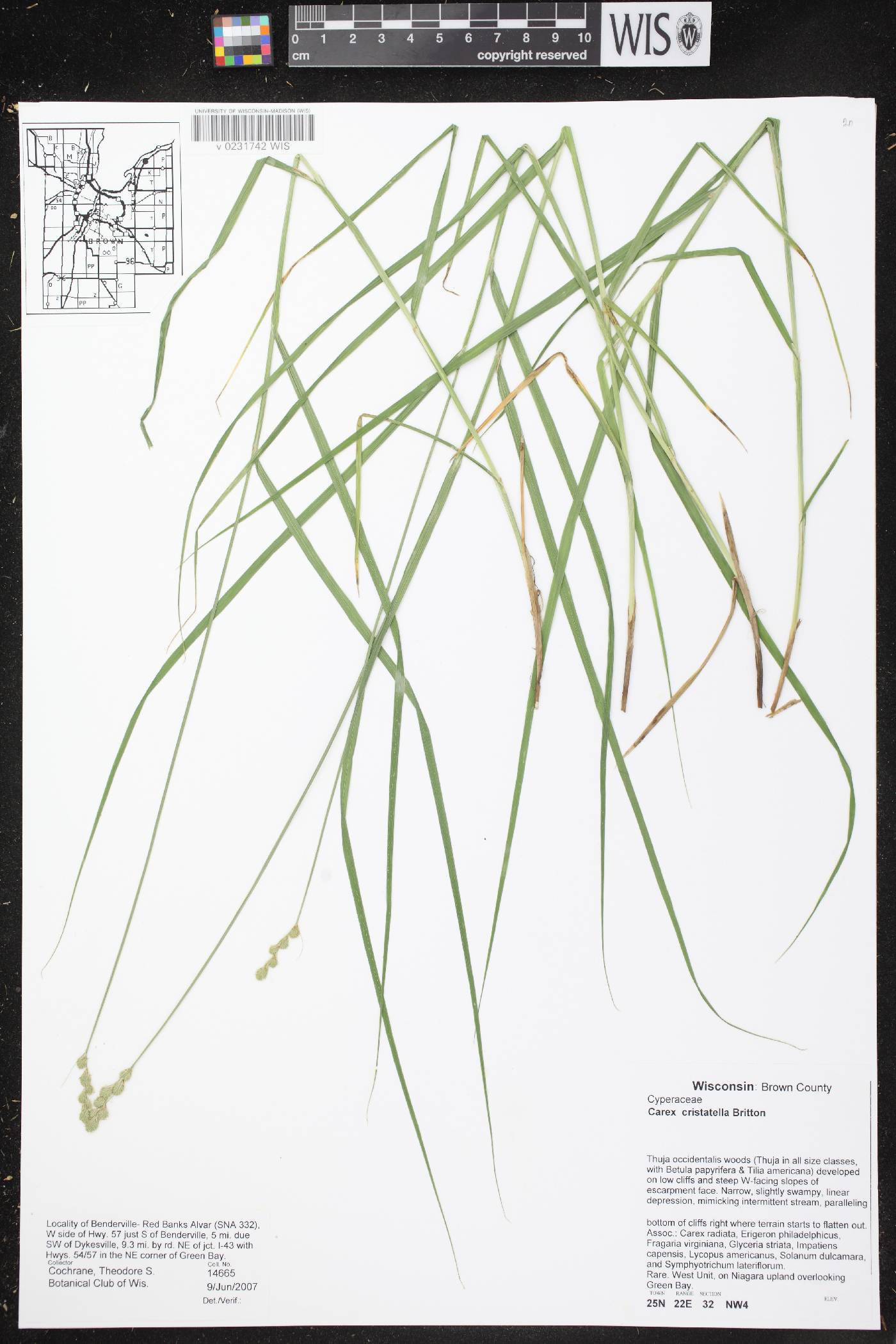 Carex cristatella image