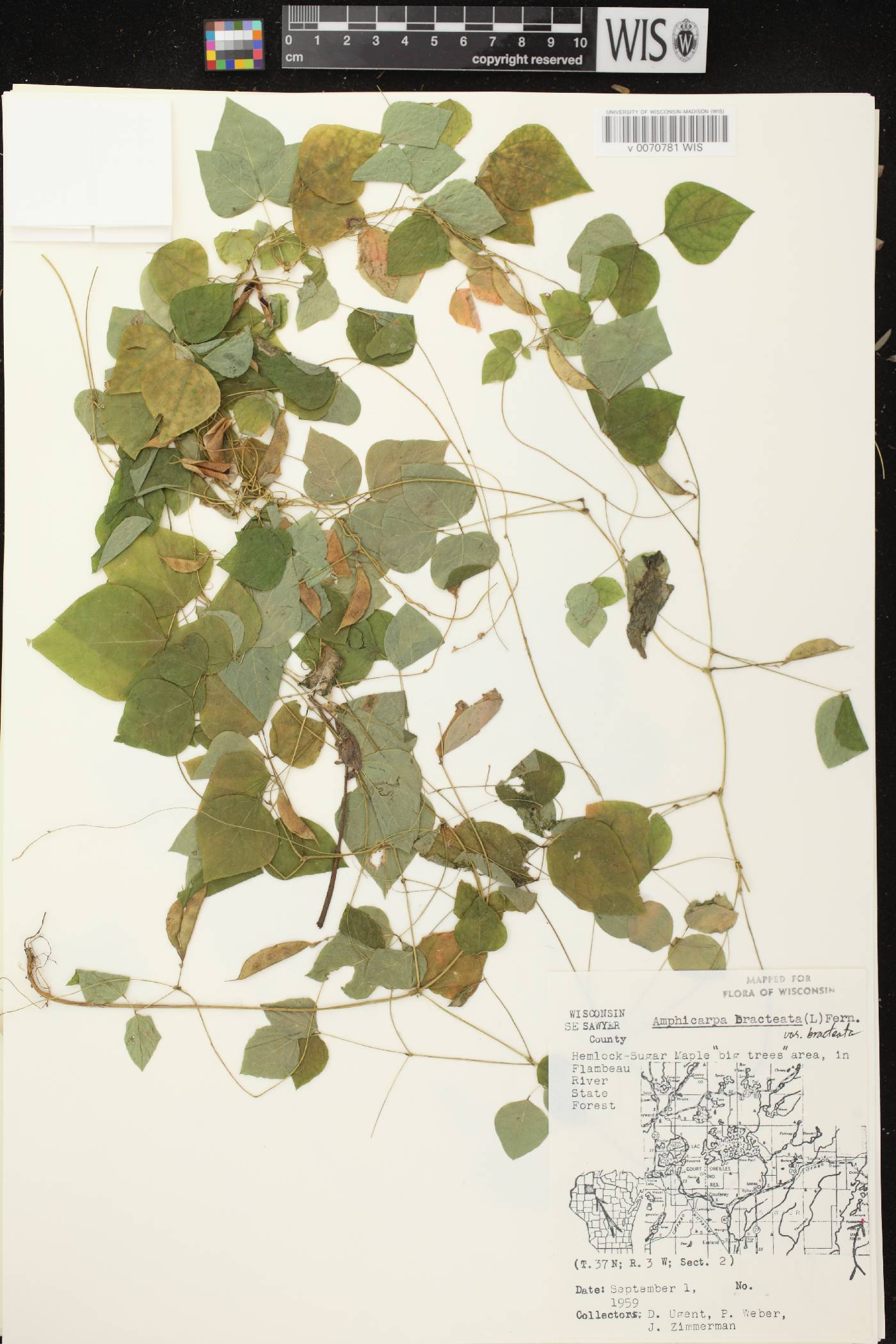 Amphicarpaea bracteata image