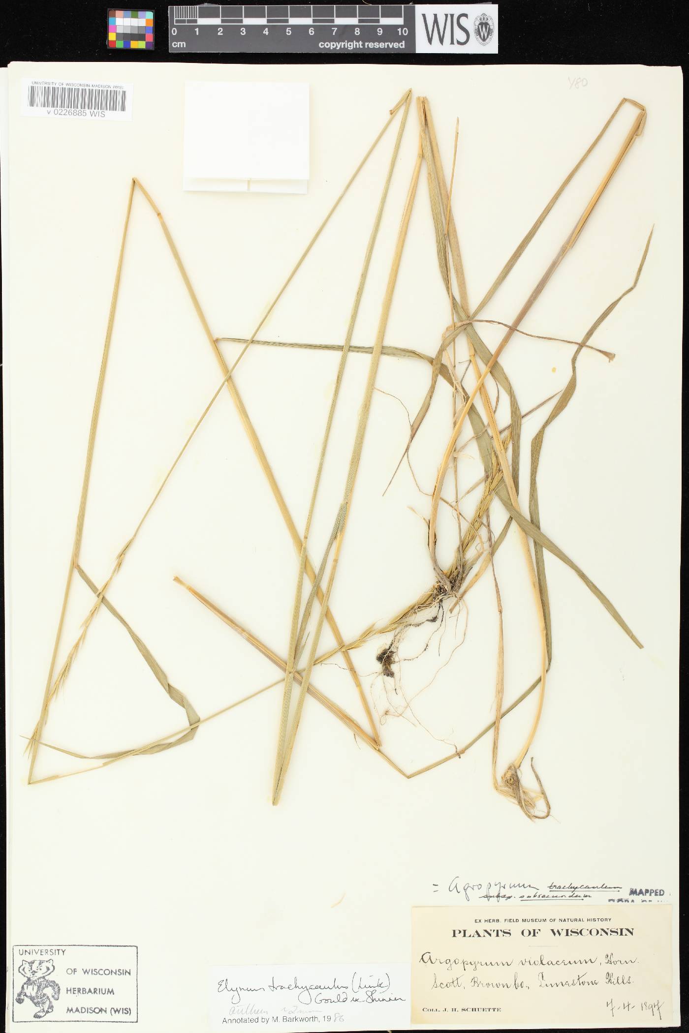 Elymus trachycaulus subsp. subsecundus image