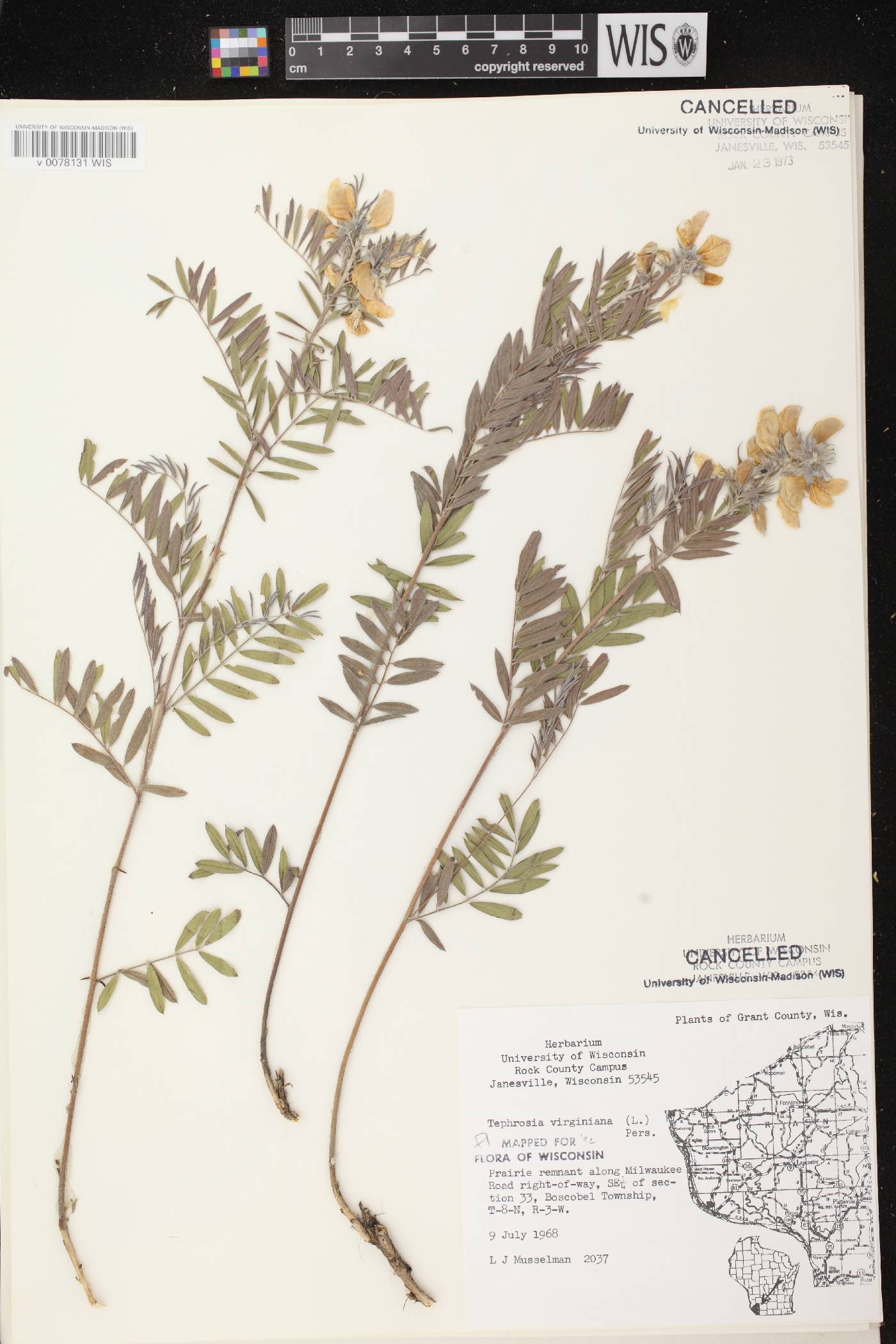 Tephrosia virginiana image