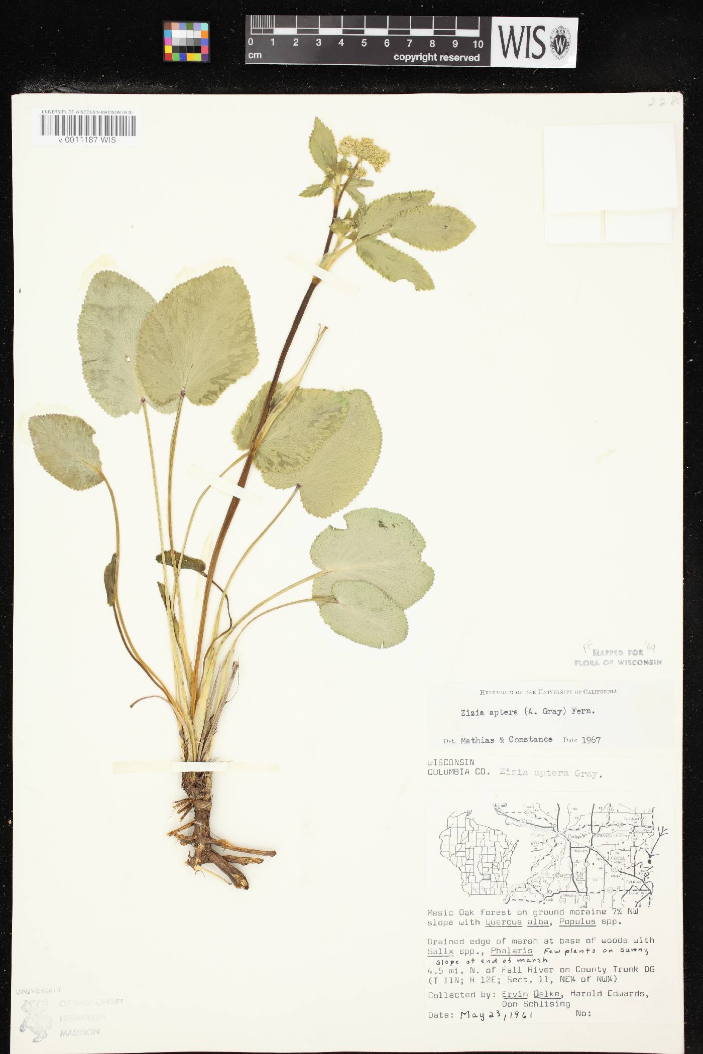 Zizia aptera image