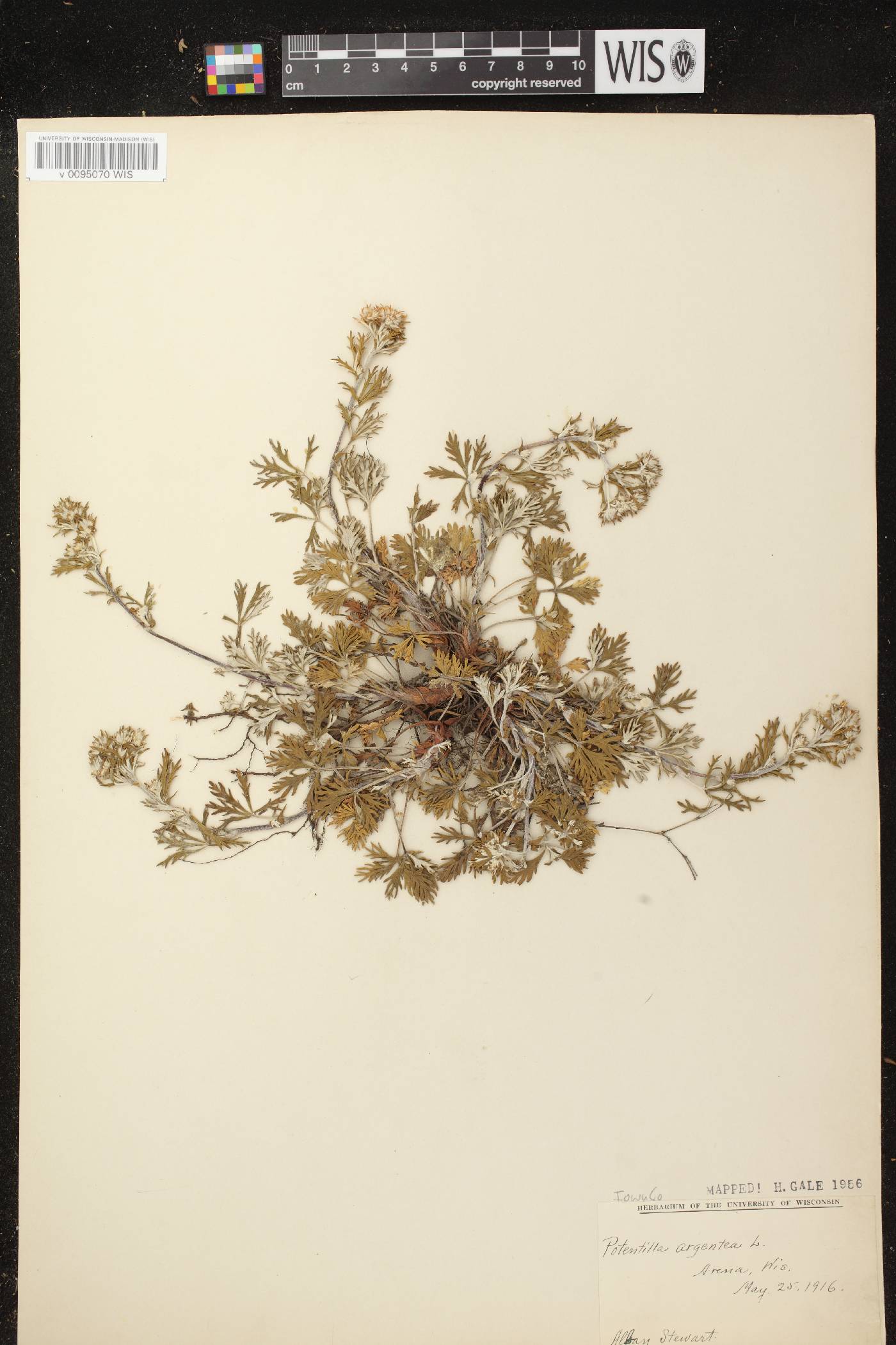 Potentilla argentea image