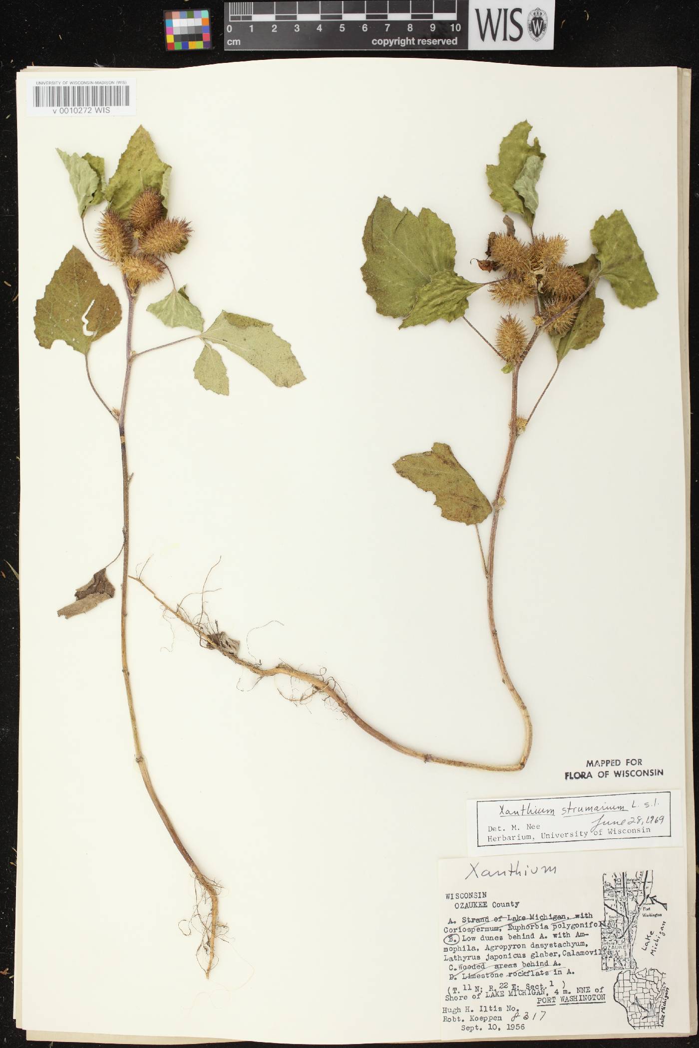 Xanthium strumarium image