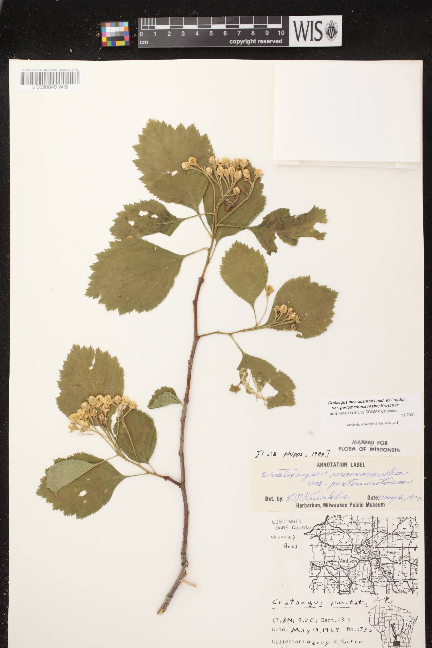 Crataegus macracantha image