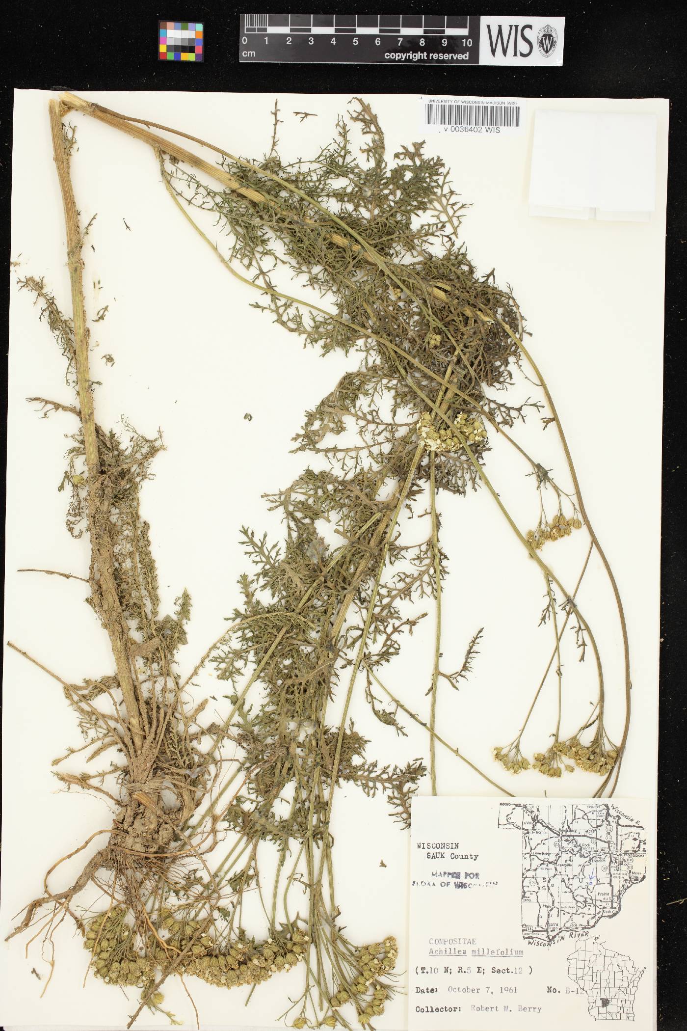 Achillea millefolium image