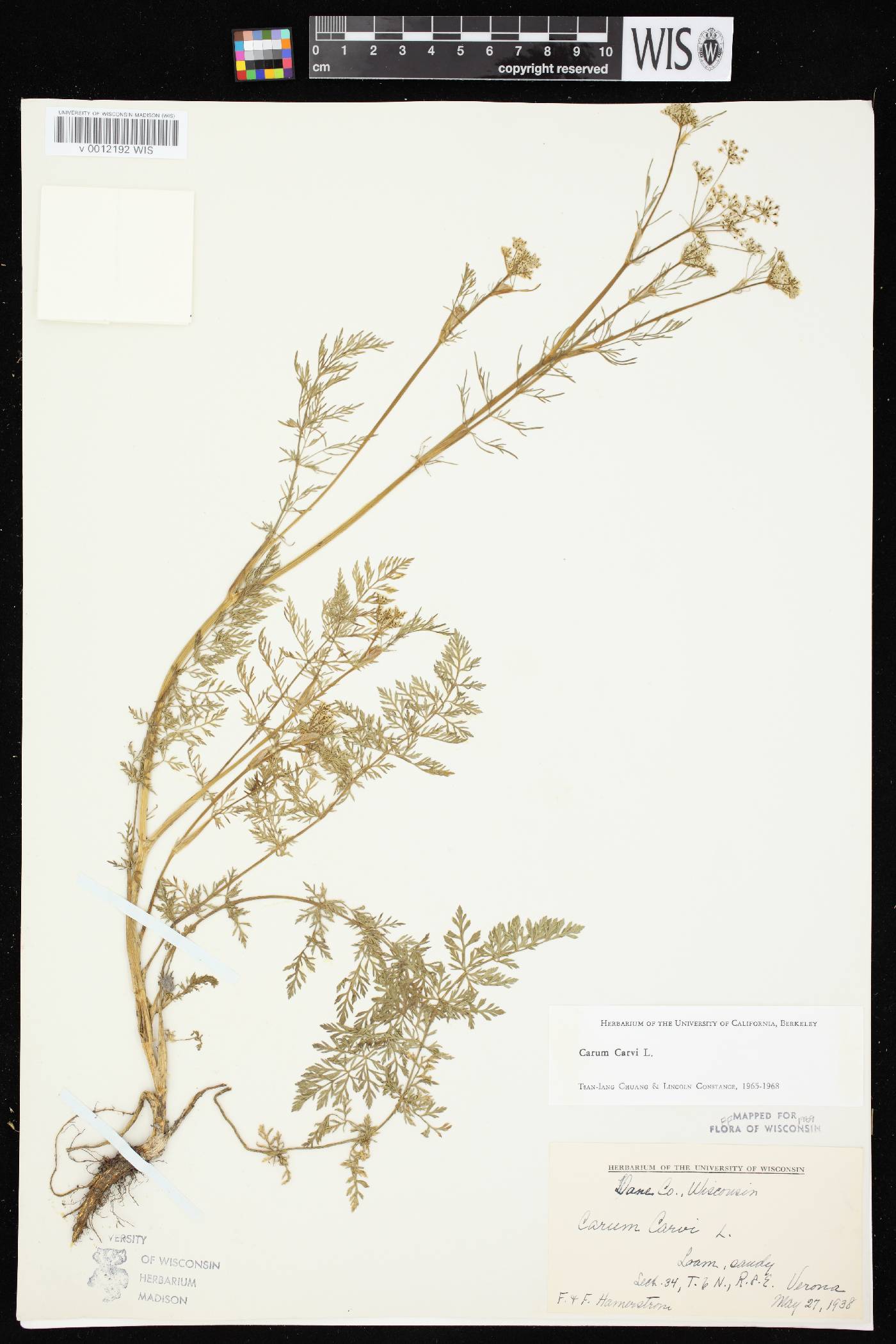 Carum carvi image