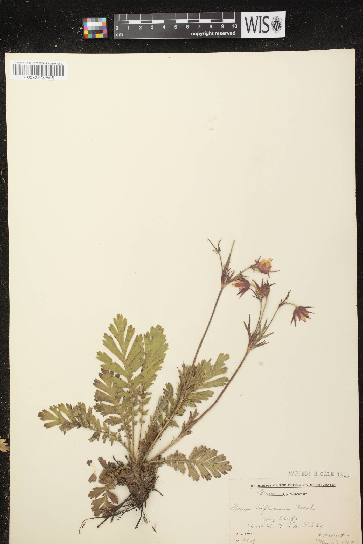 Geum triflorum var. triflorum image