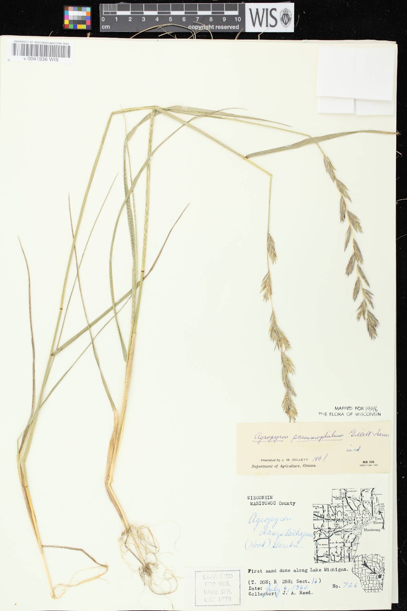 Elymus lanceolatus image