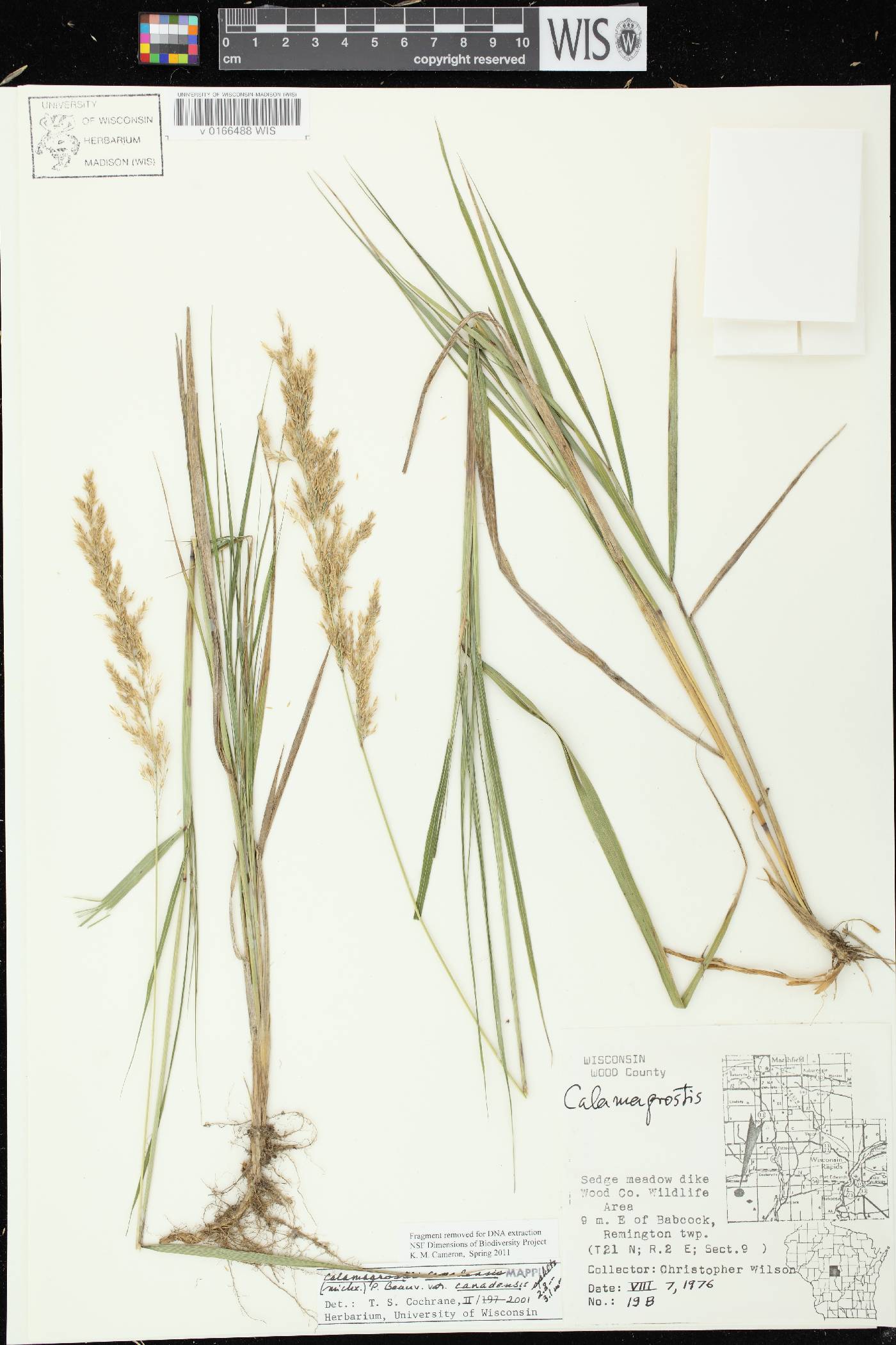 Calamagrostis canadensis var. canadensis image