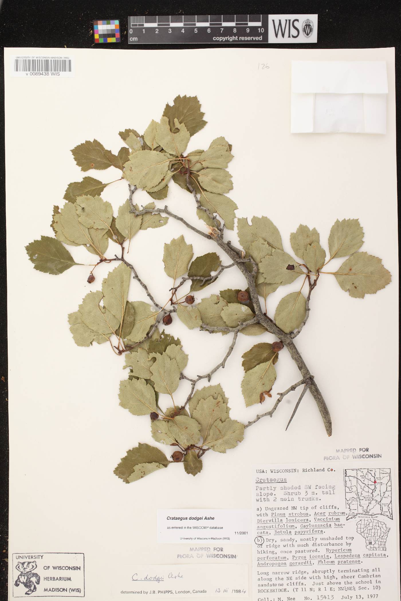 Crataegus dodgei image