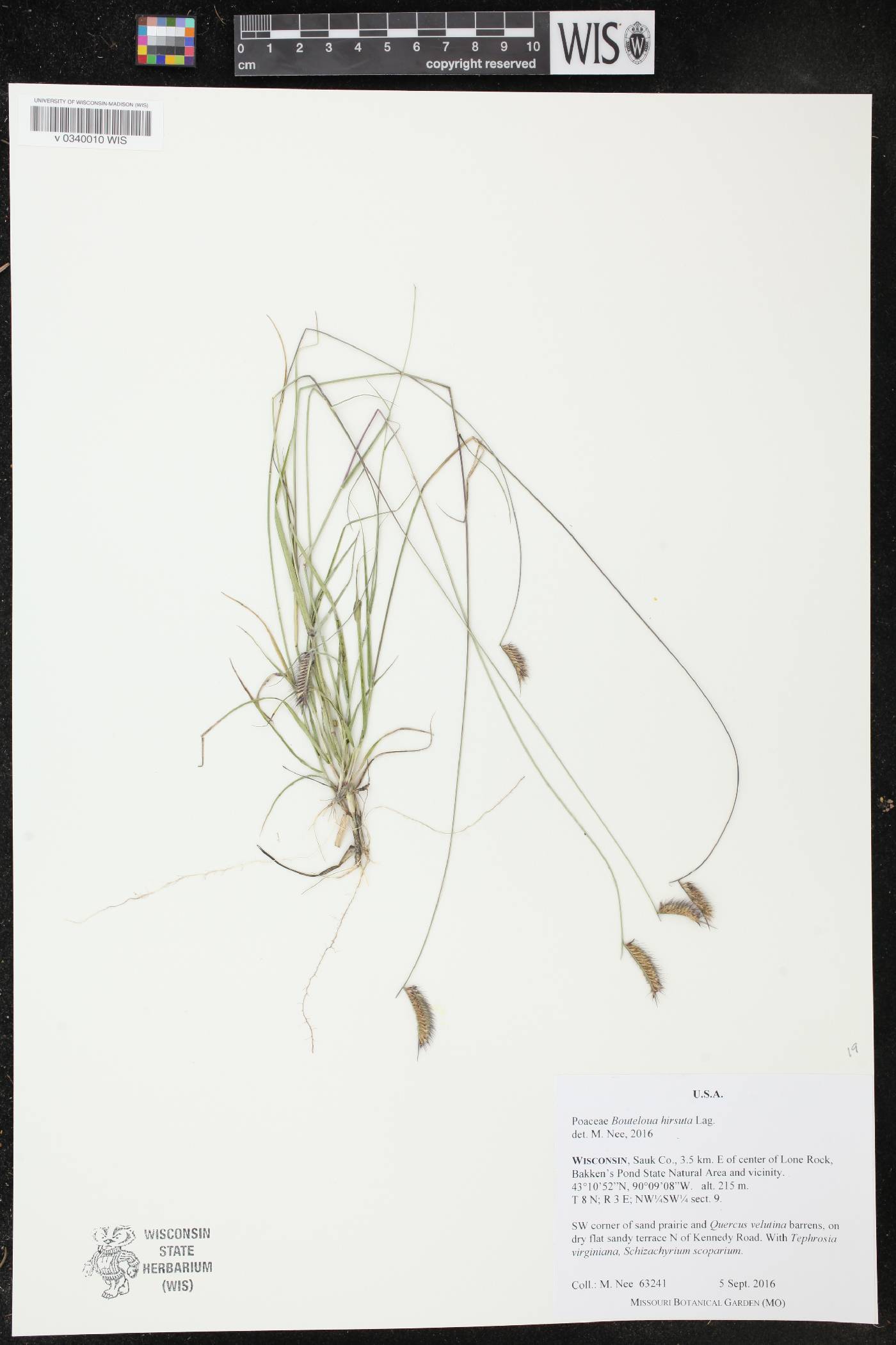 Bouteloua hirsuta image