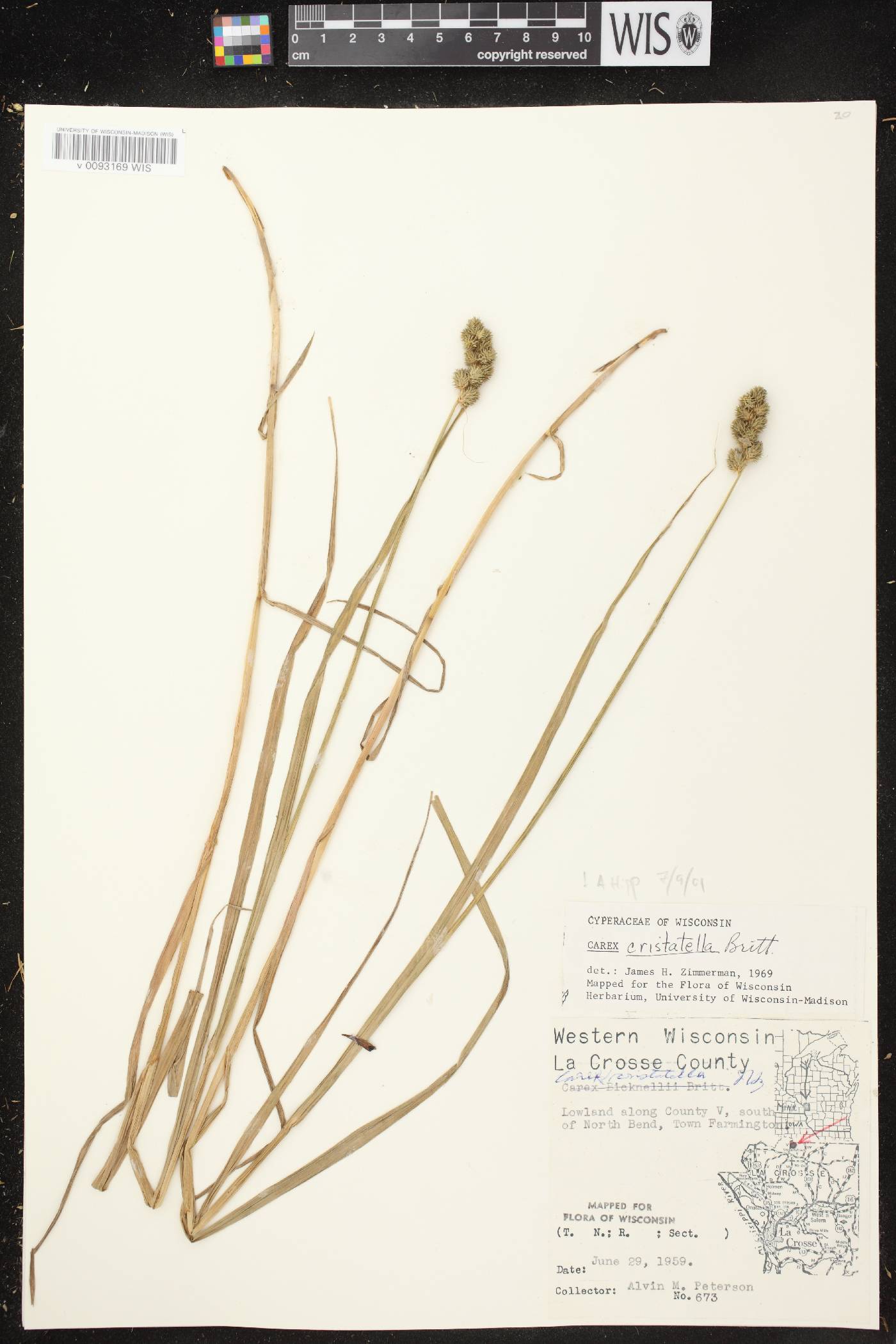 Carex cristatella image