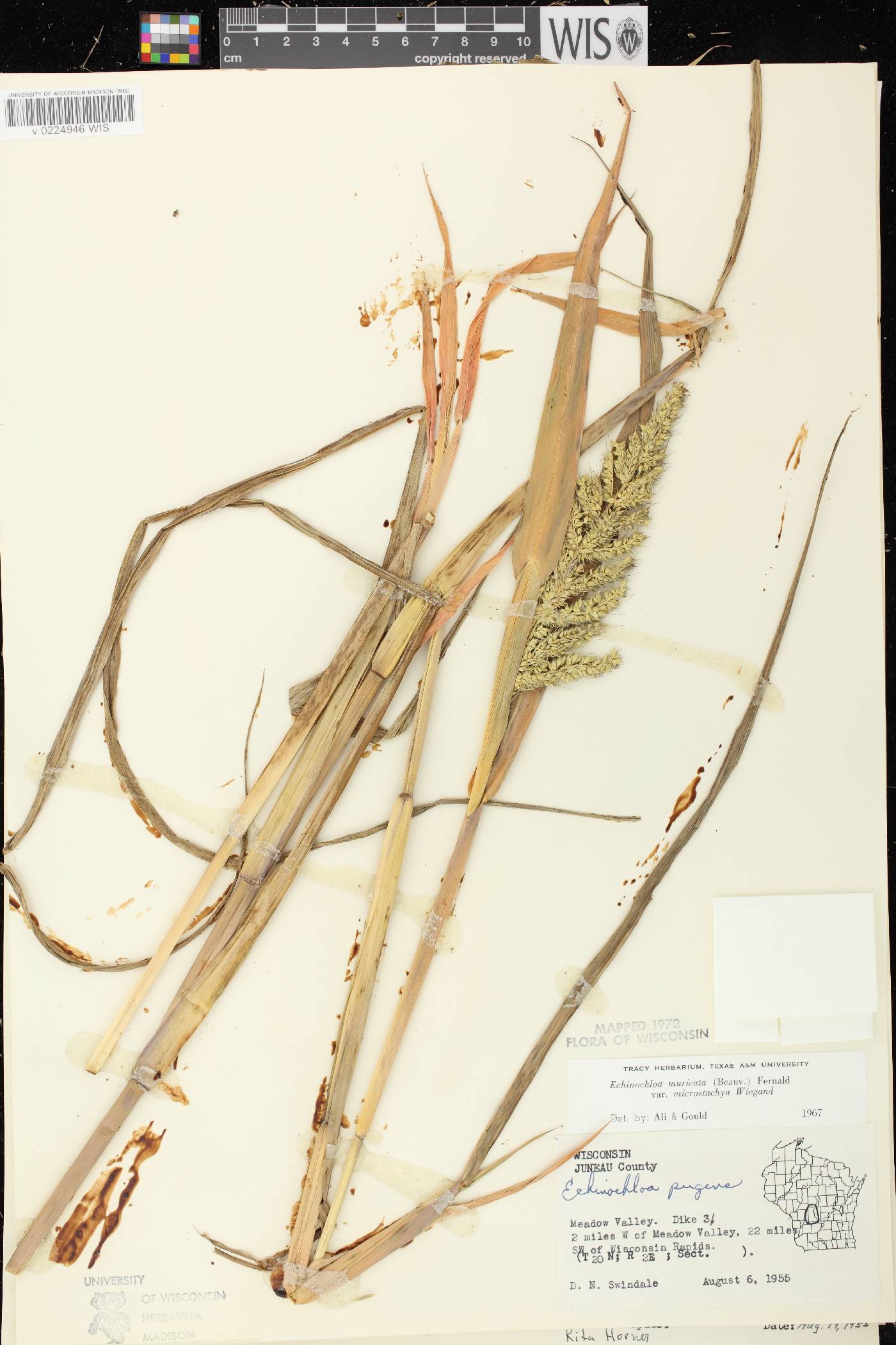 Echinochloa muricata var. microstachya image