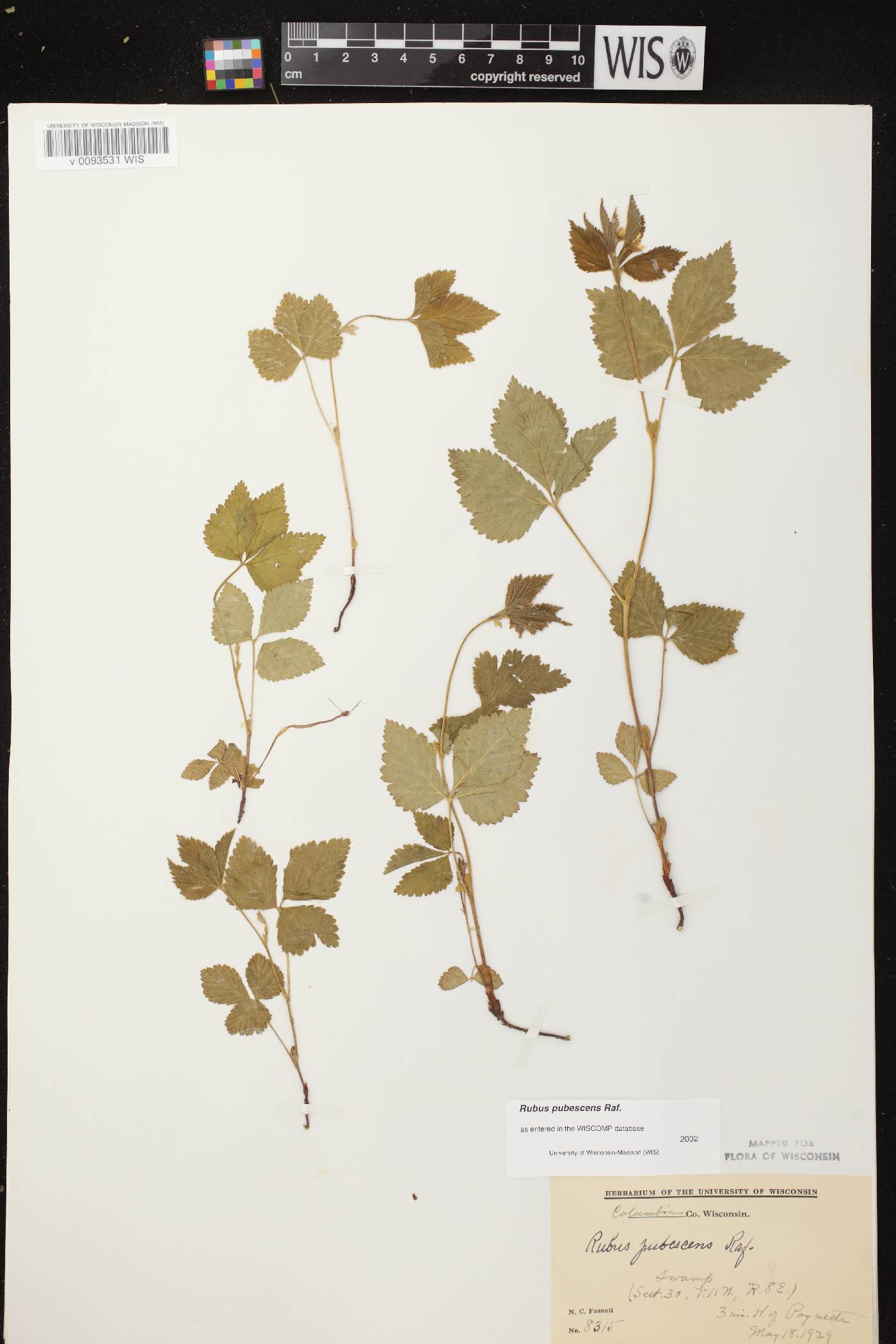 Rubus pubescens image