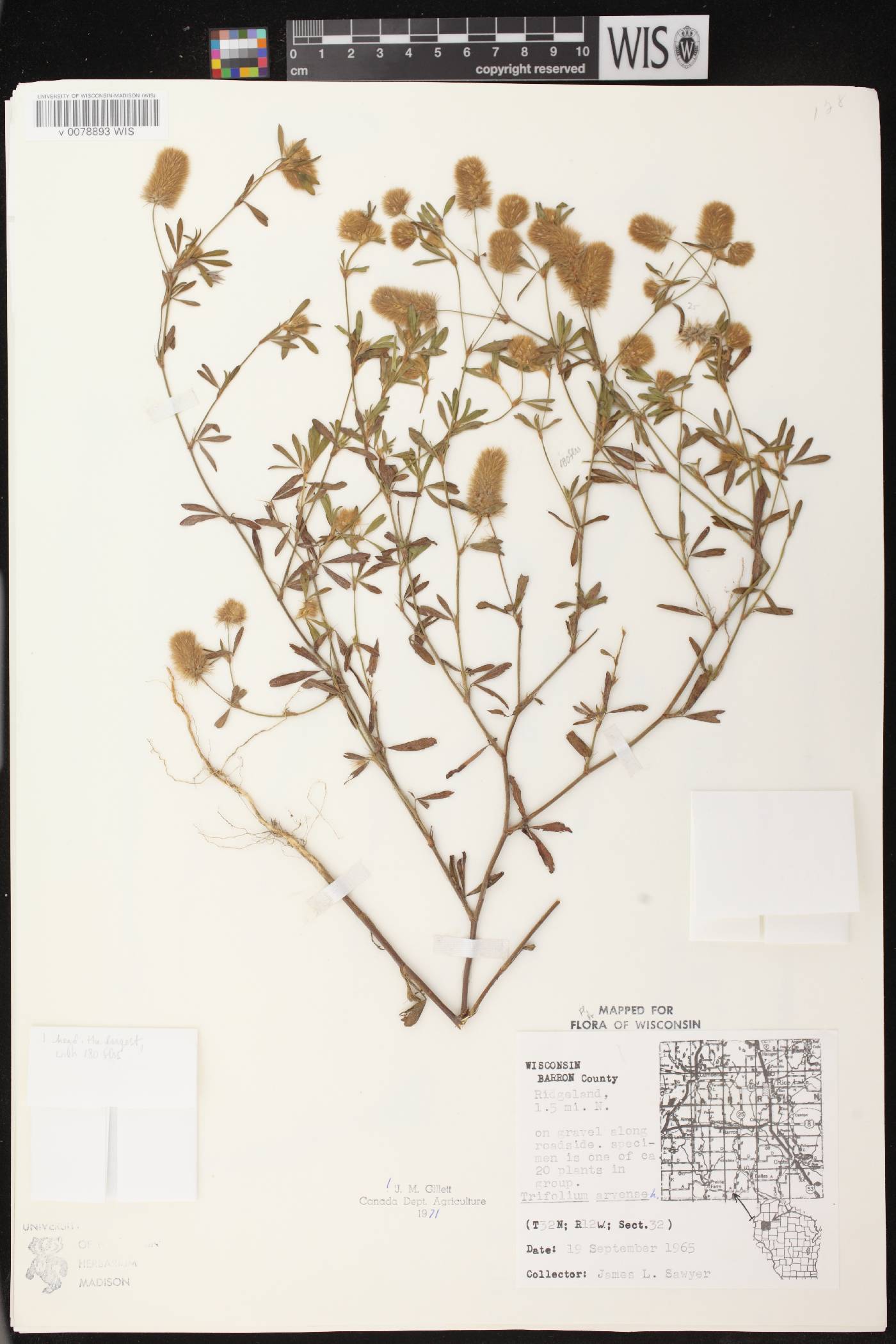 Trifolium arvense image