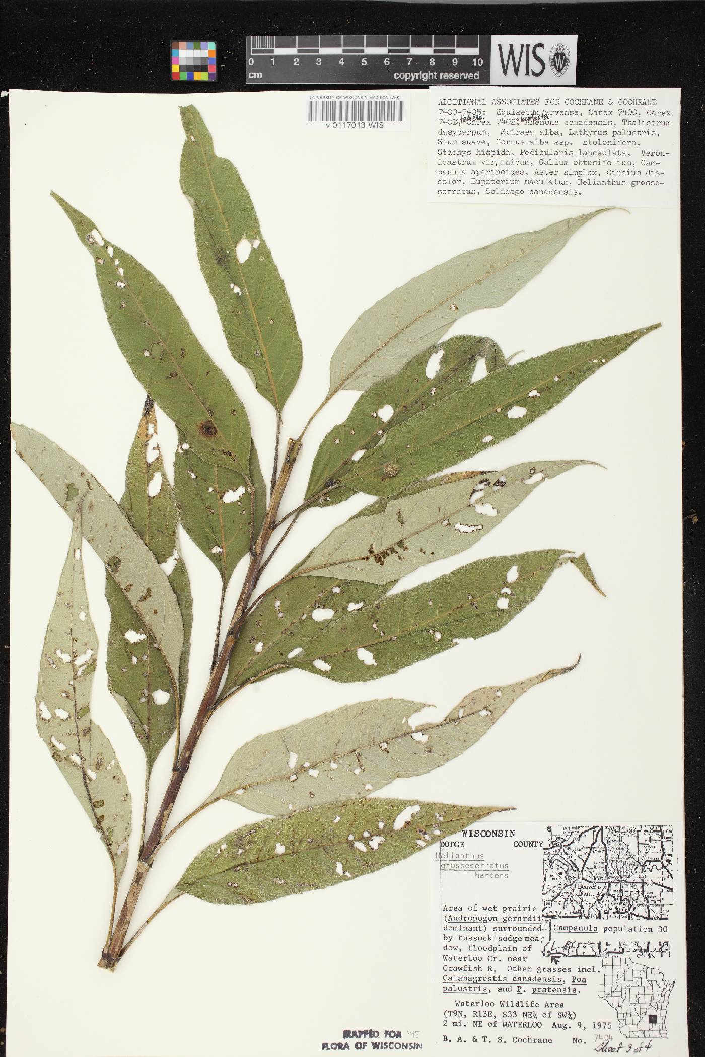 Helianthus grosseserratus image