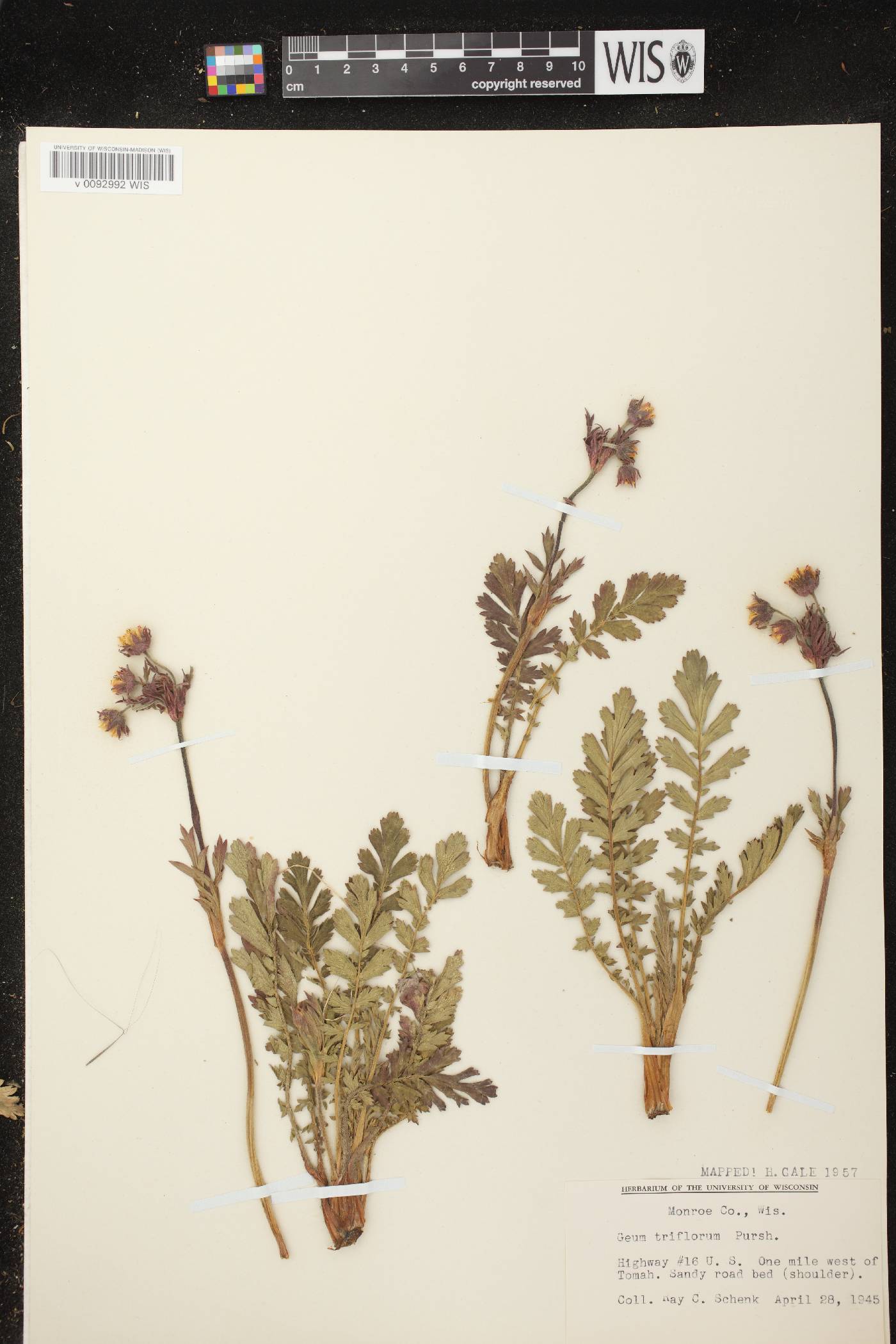 Geum triflorum var. triflorum image