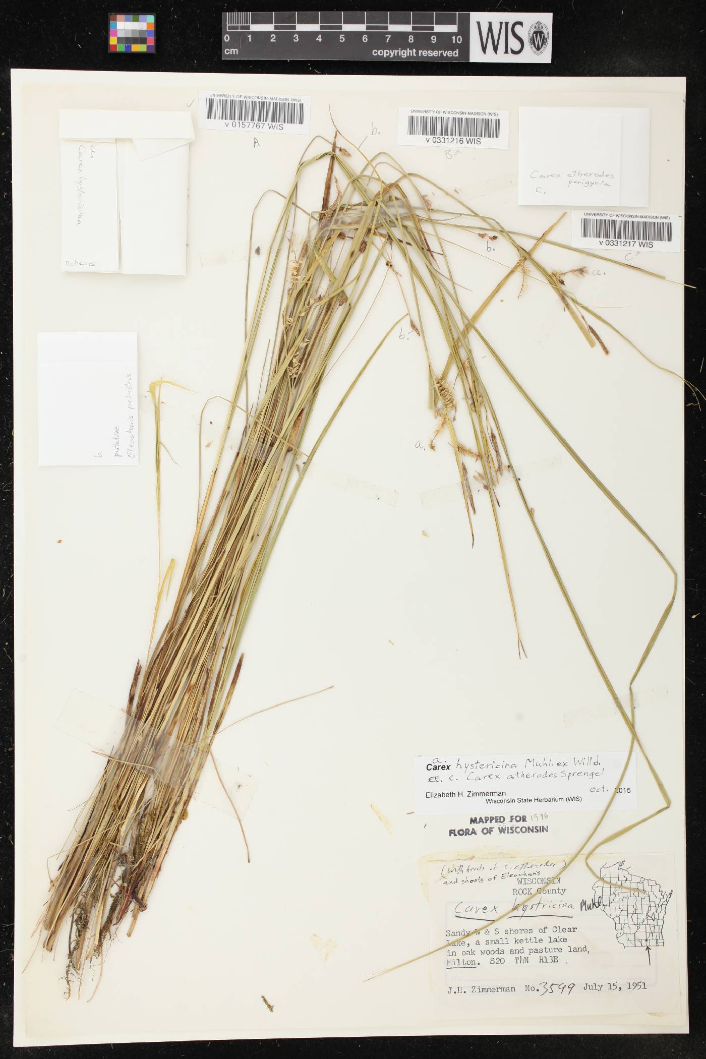 Eleocharis palustris image