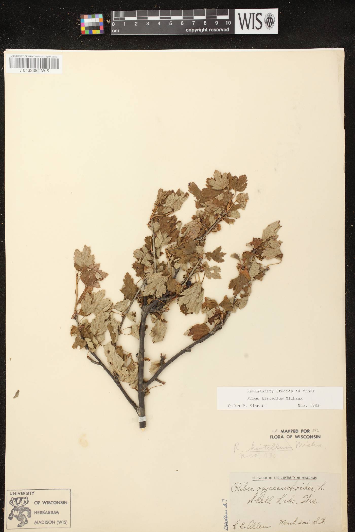 Ribes hirtellum image