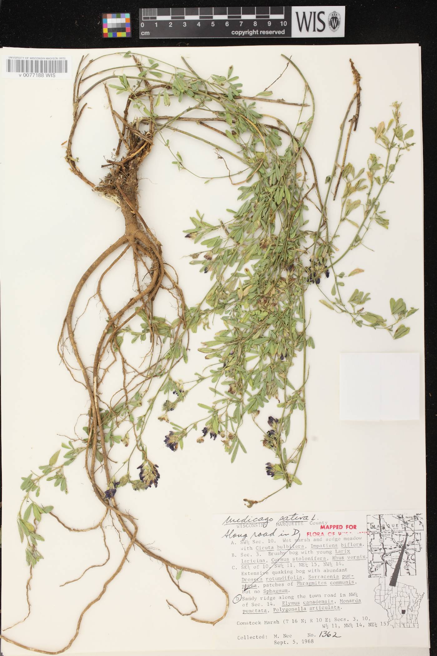 Medicago sativa image