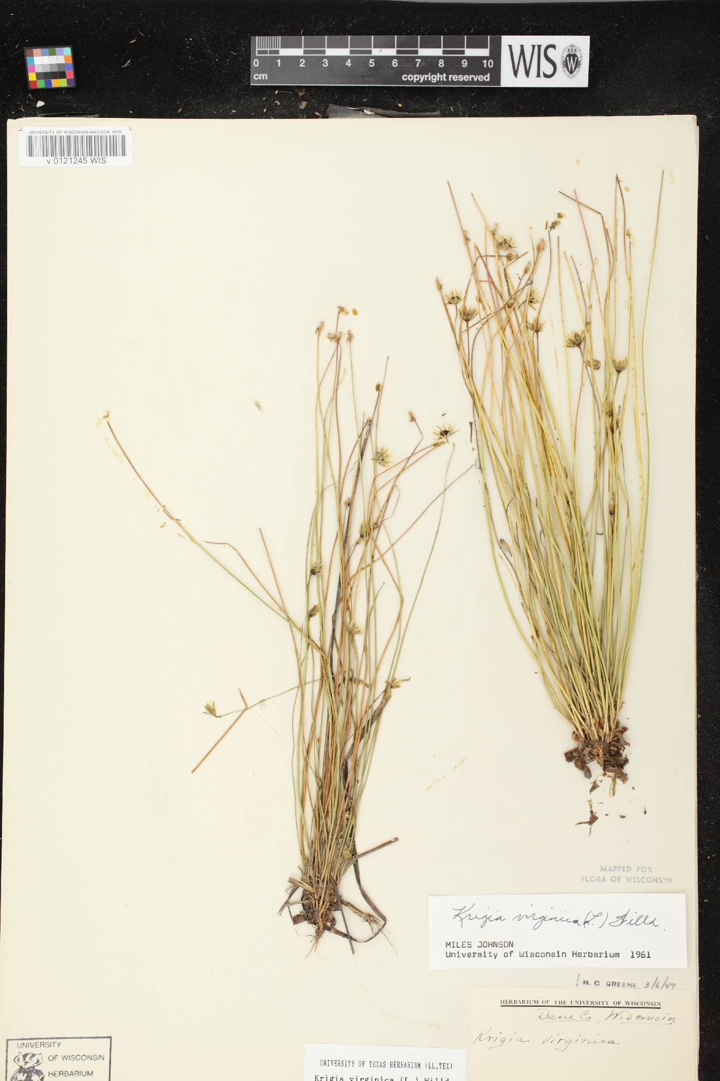 Krigia virginica image