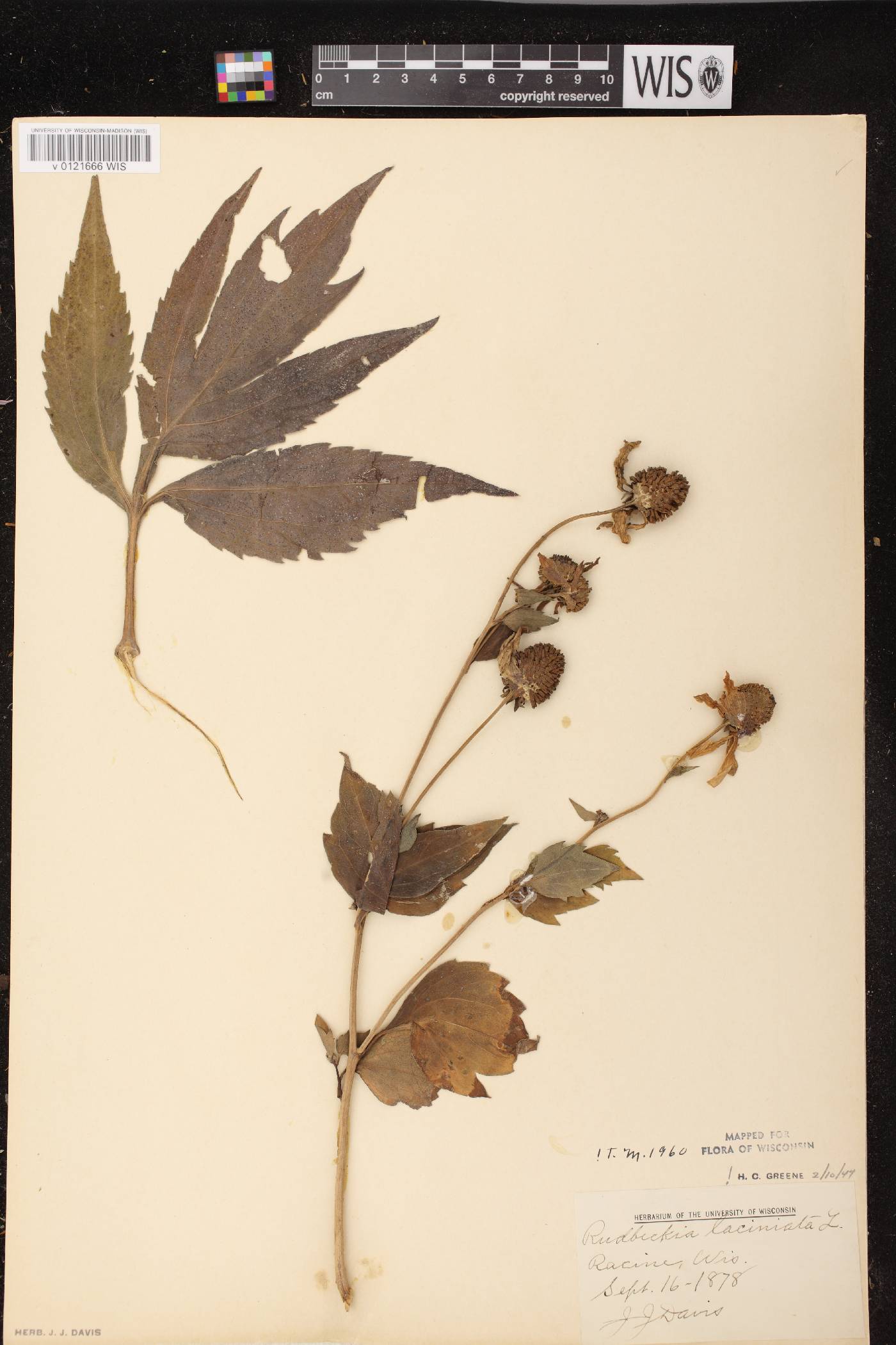 Rudbeckia laciniata image