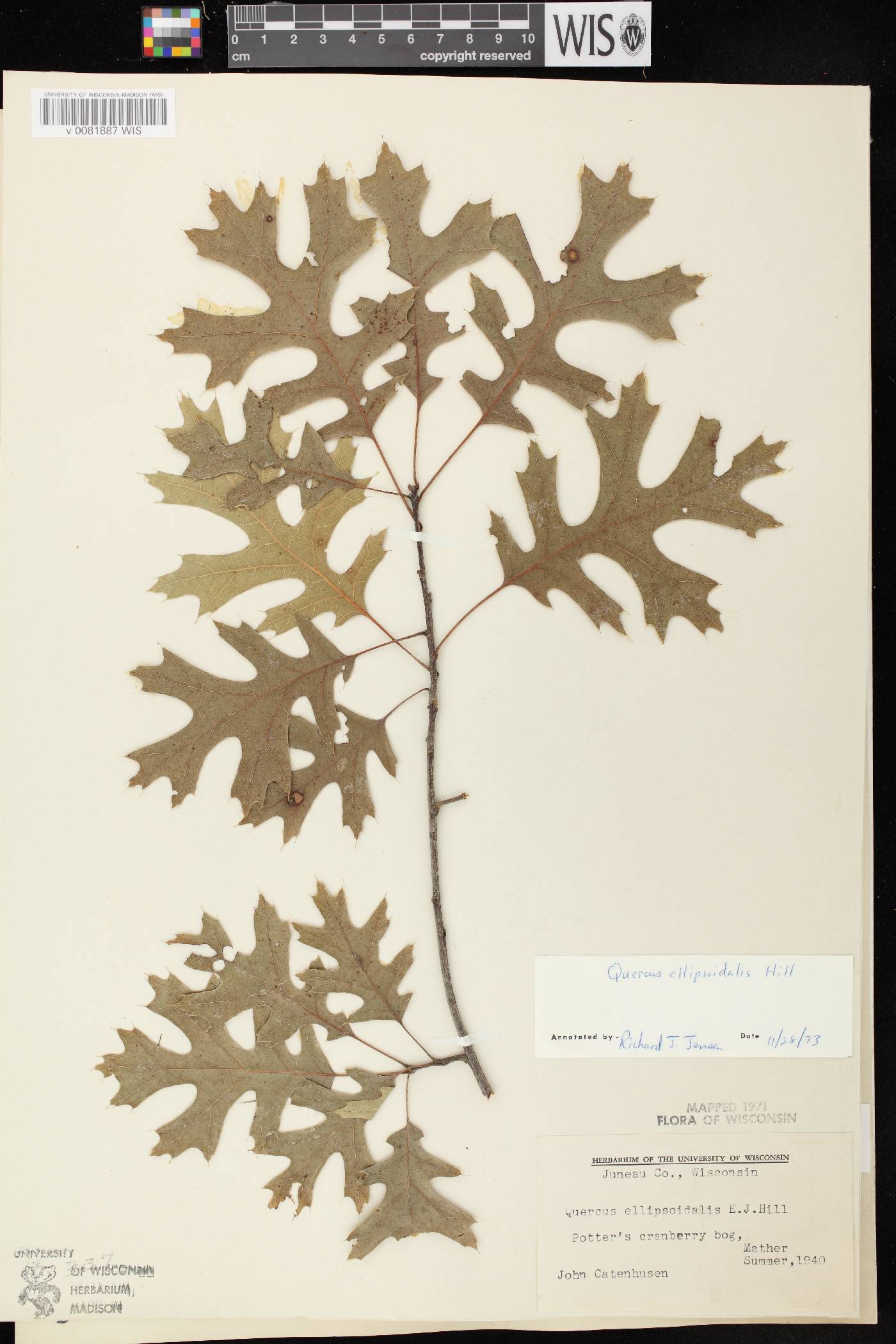 Quercus ellipsoidalis image