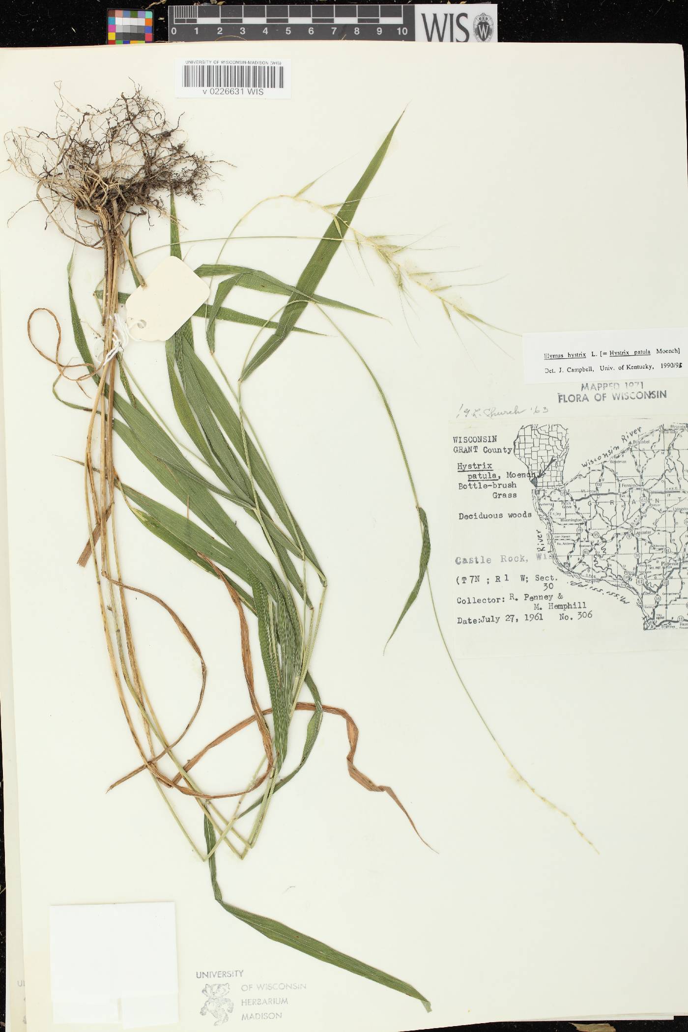 Elymus hystrix var. hystrix image