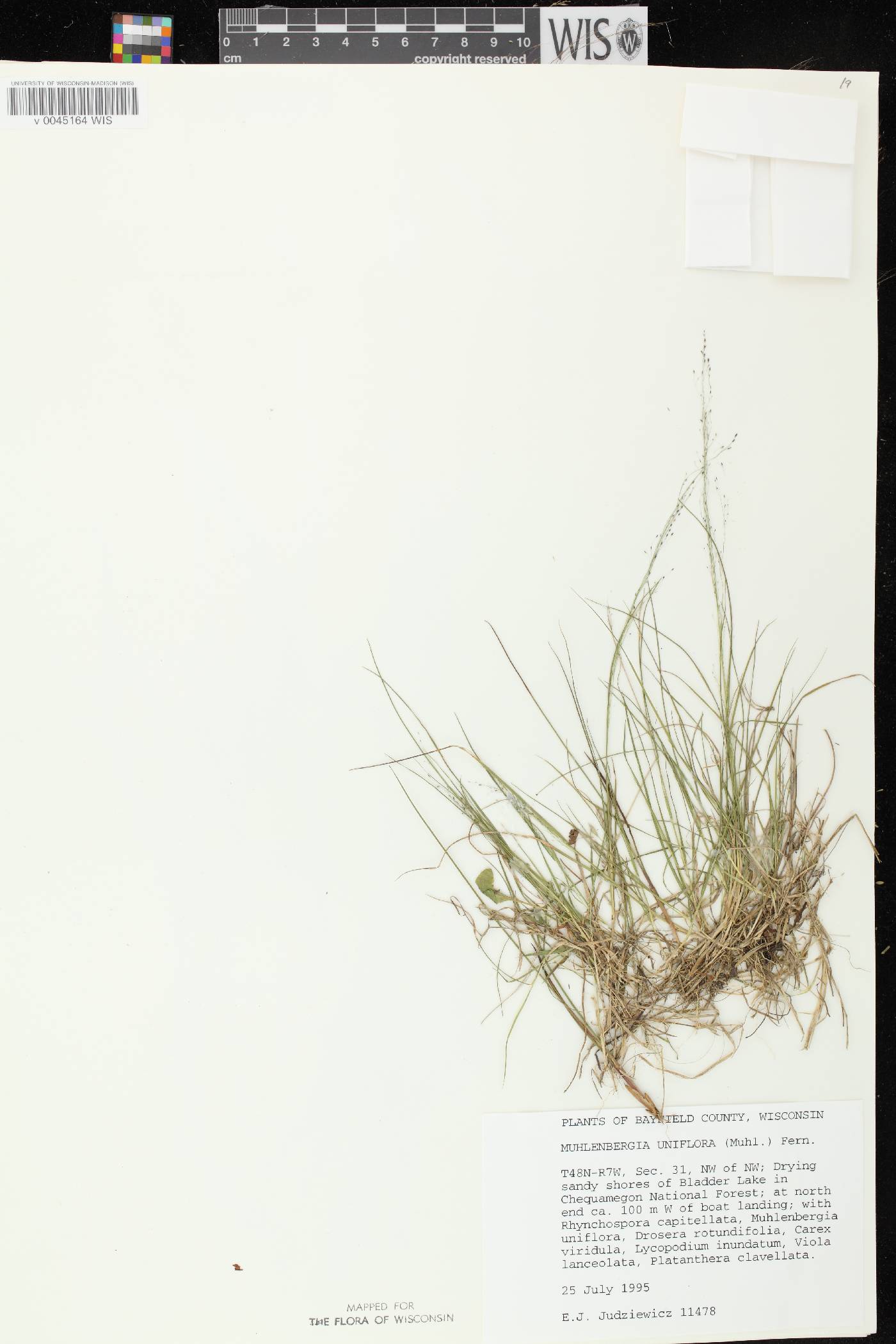 Muhlenbergia uniflora image
